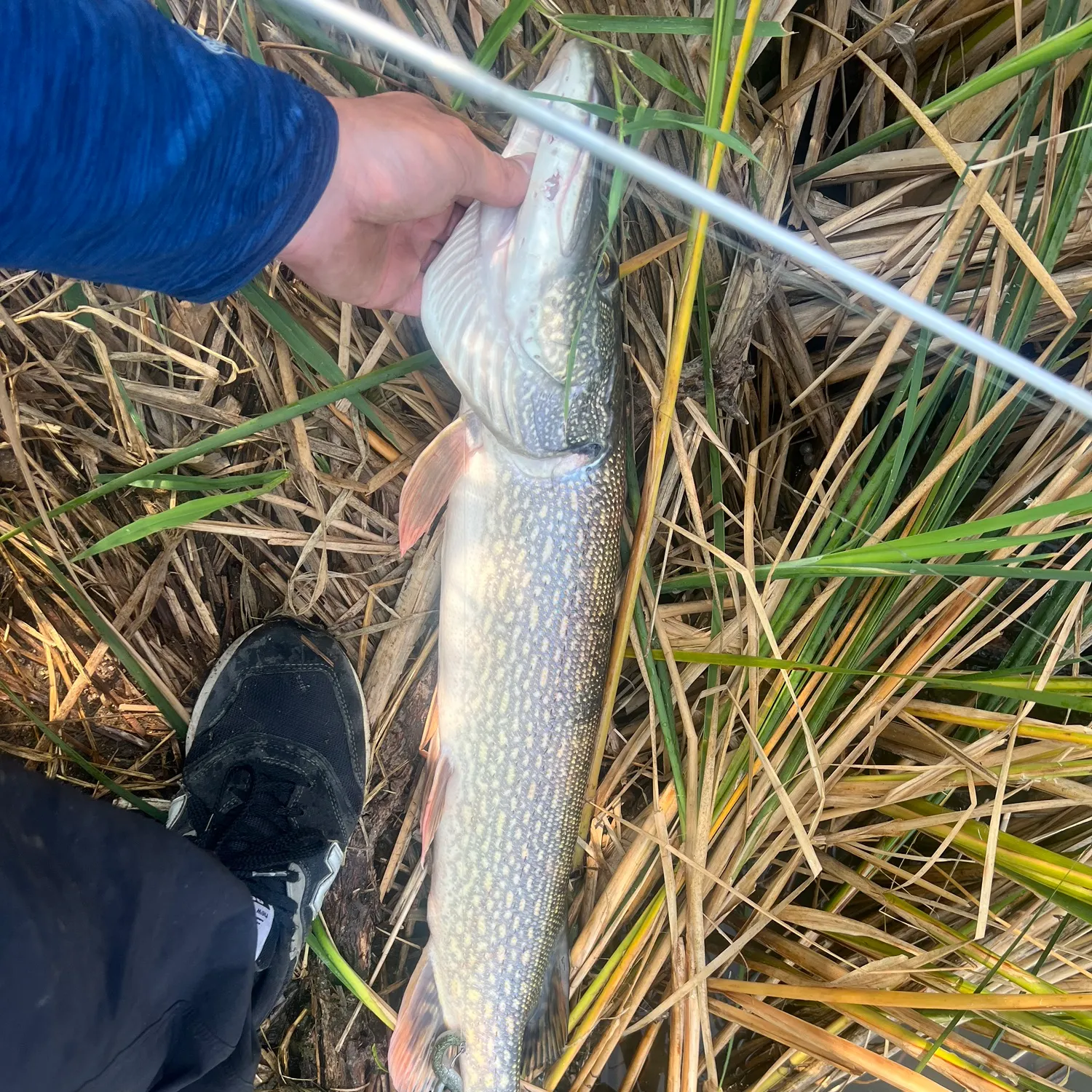 The most recent Northern pike catches on Fishbrain