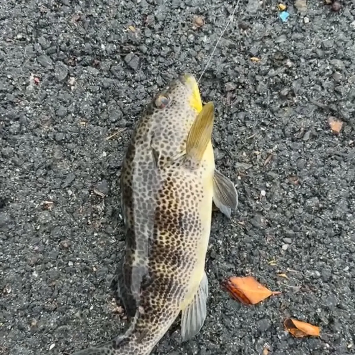 Spotted sand bass caught on Fishbrain
