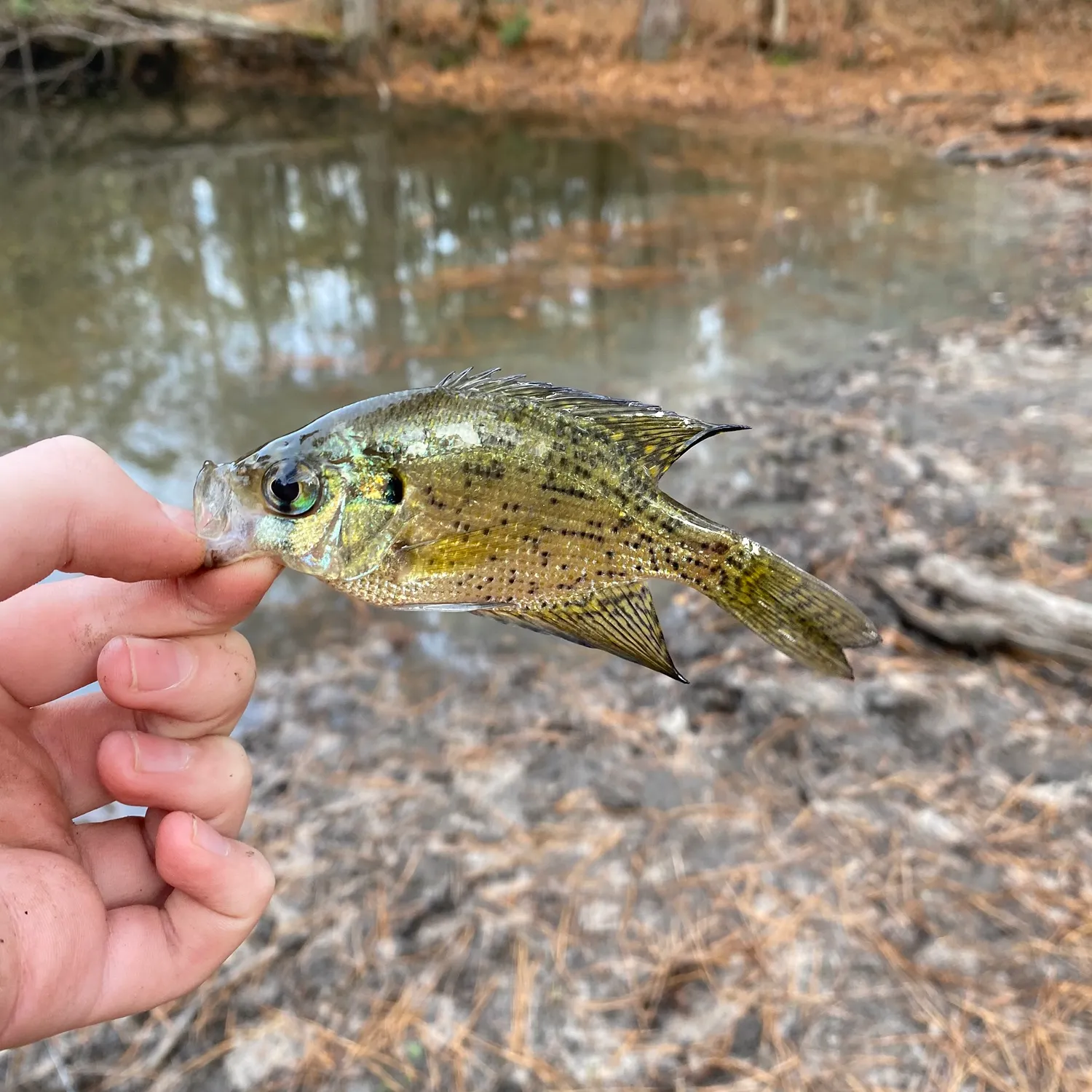 The most recent Flier catches on Fishbrain