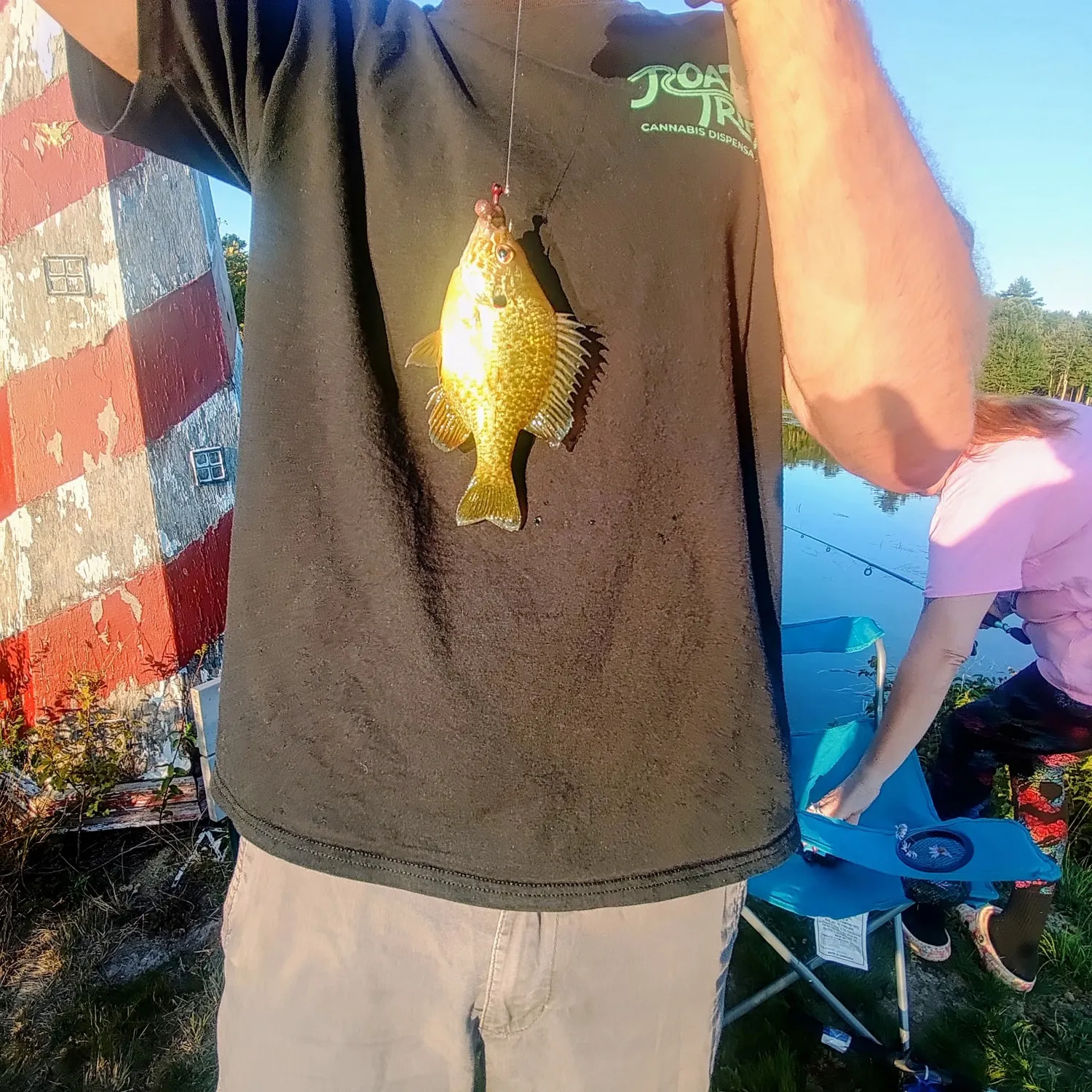 Yellow perch caught on Fishbrain