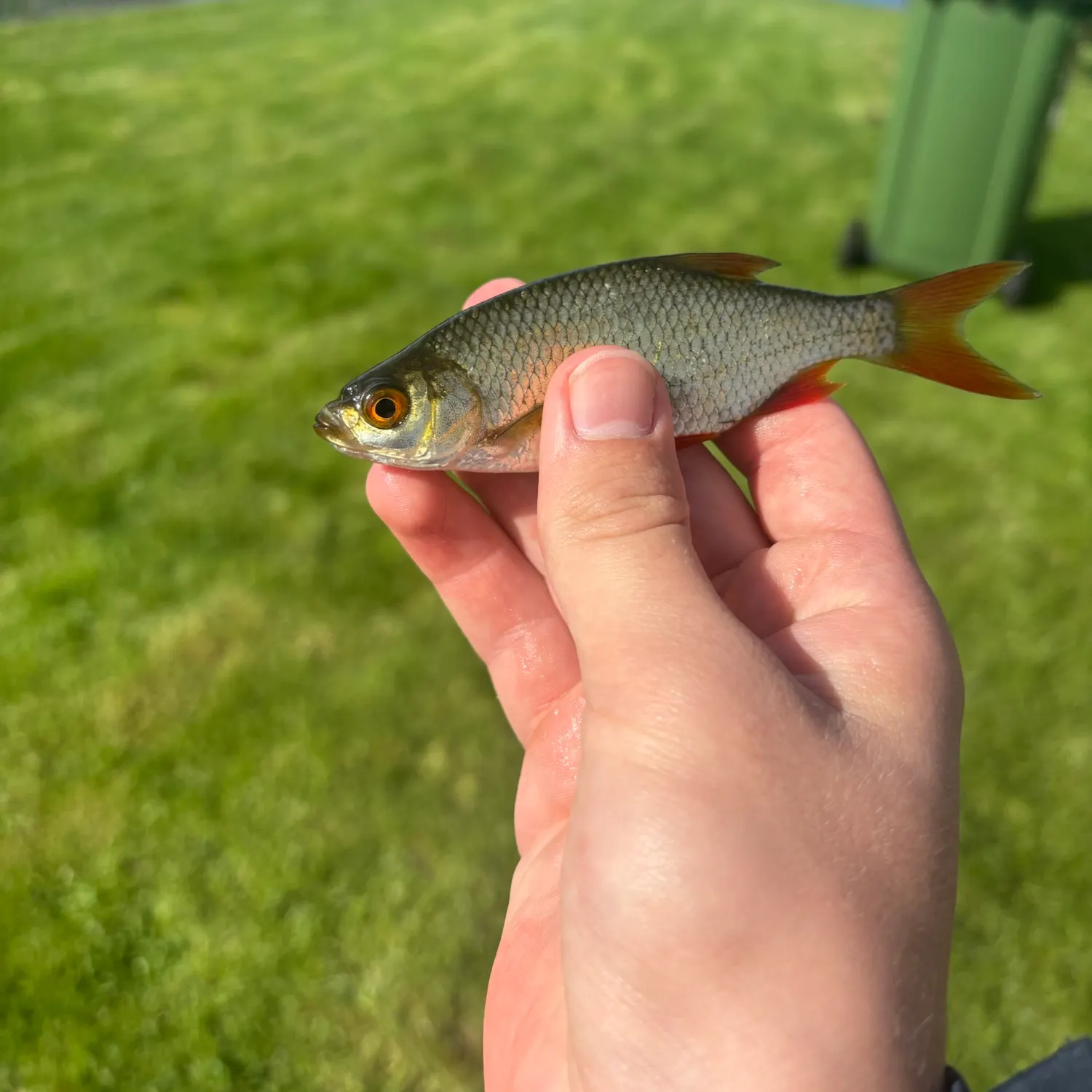 Common roach caught on Fishbrain