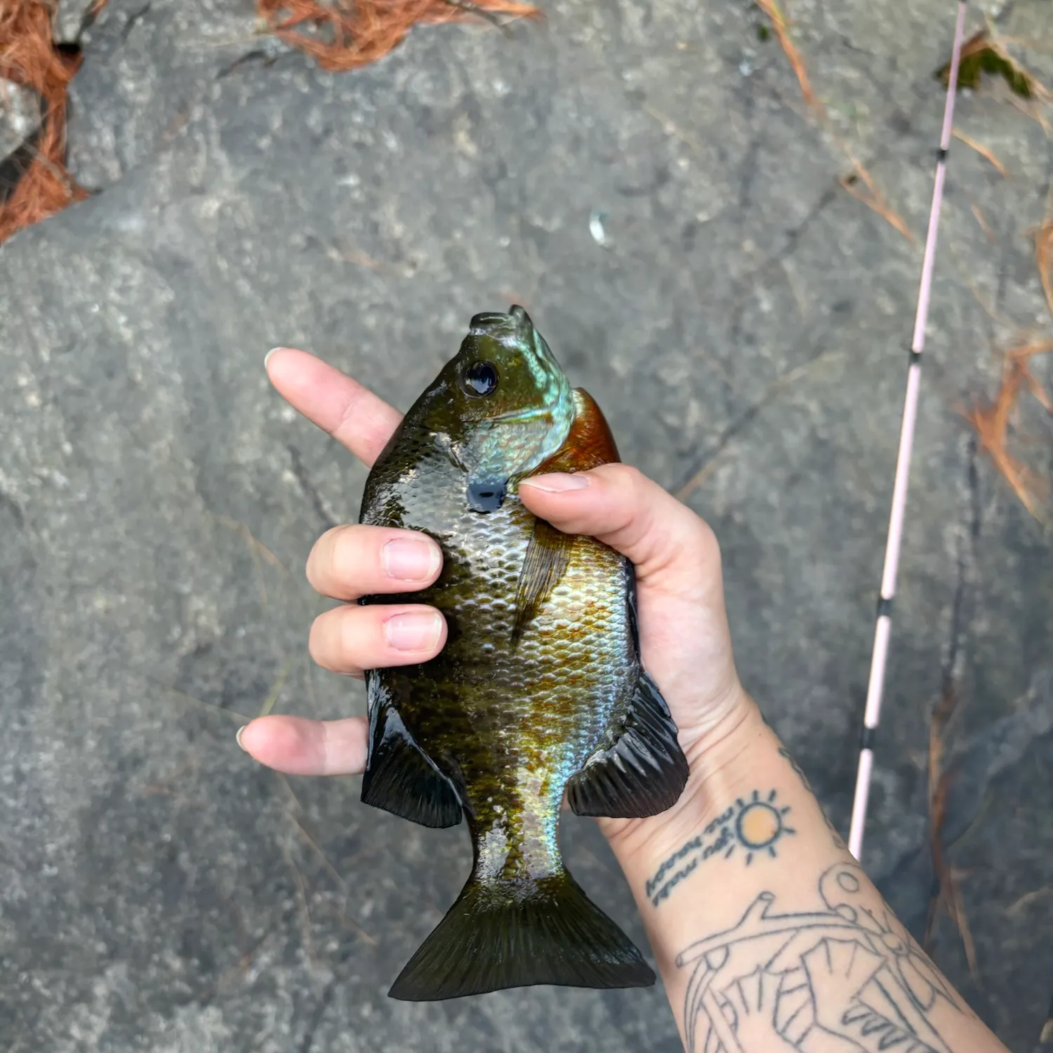 recently logged catches