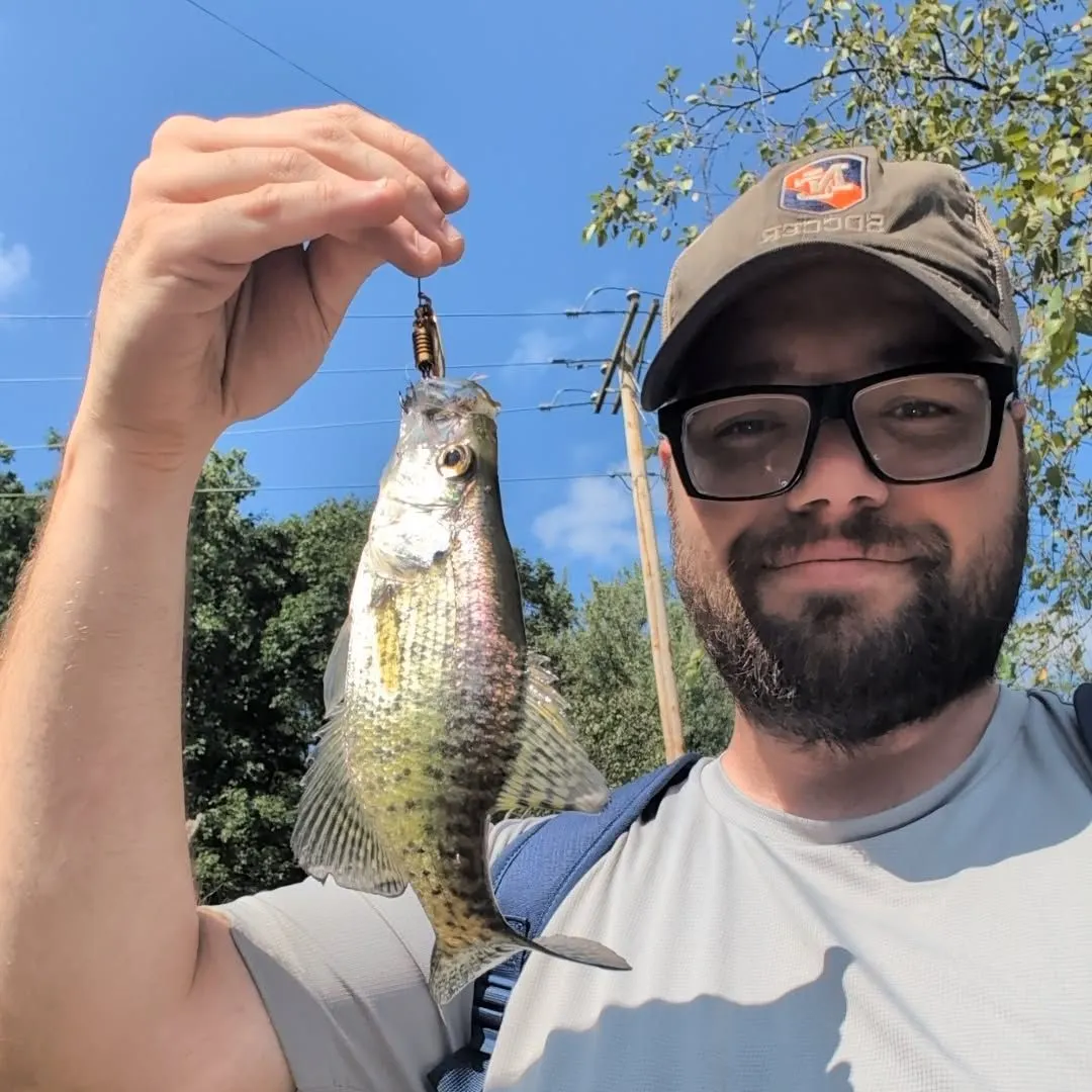 White crappie caught on Fishbrain