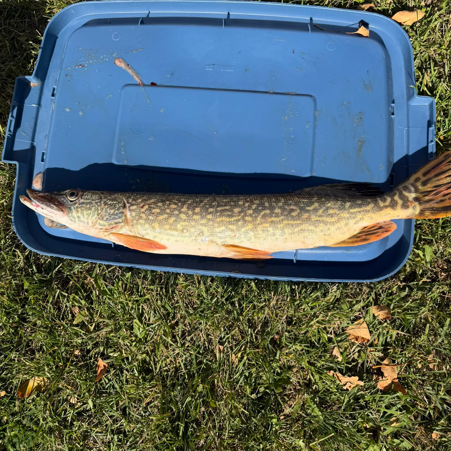 Northern pike caught on Fishbrain