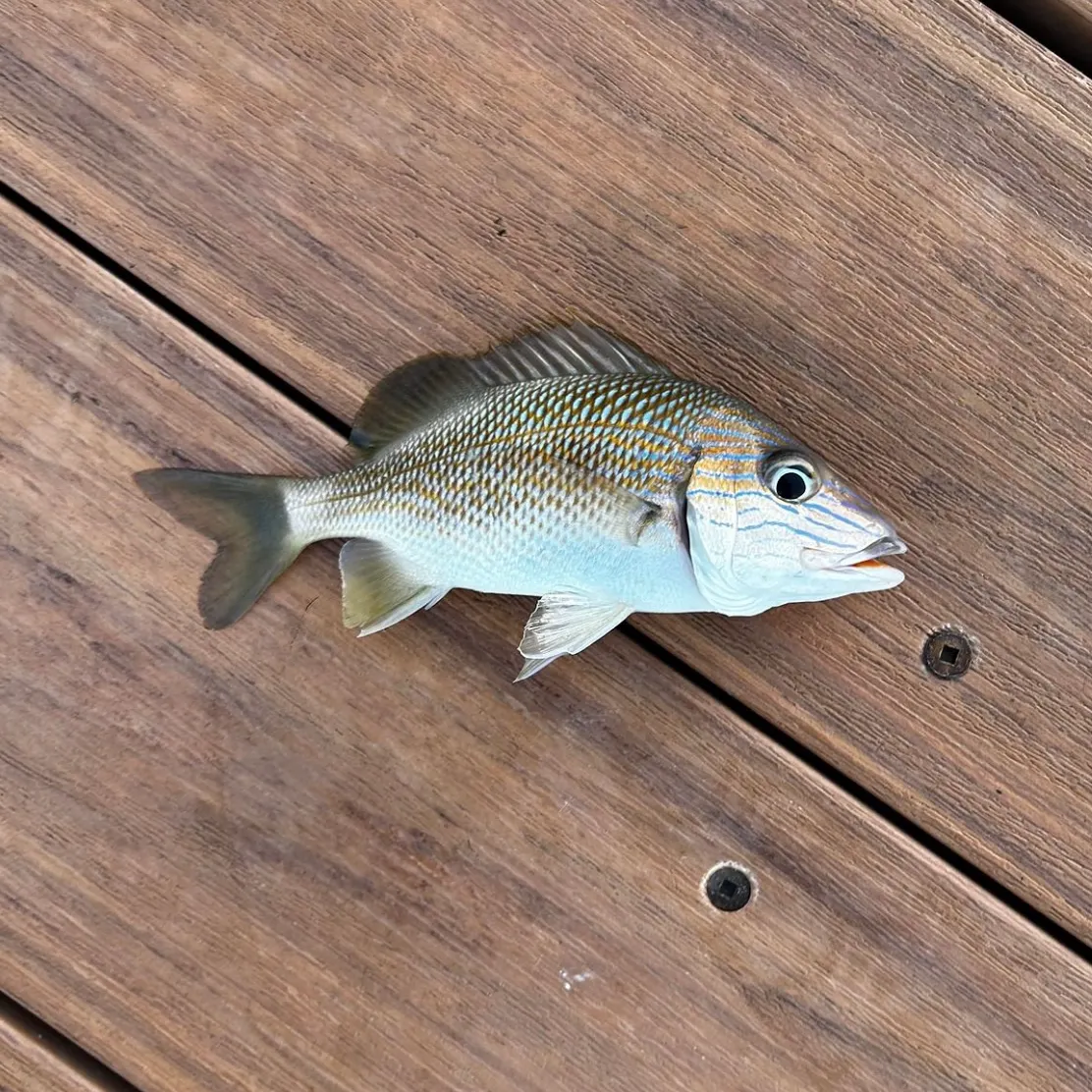 The most recent Tomtate grunt catches on Fishbrain