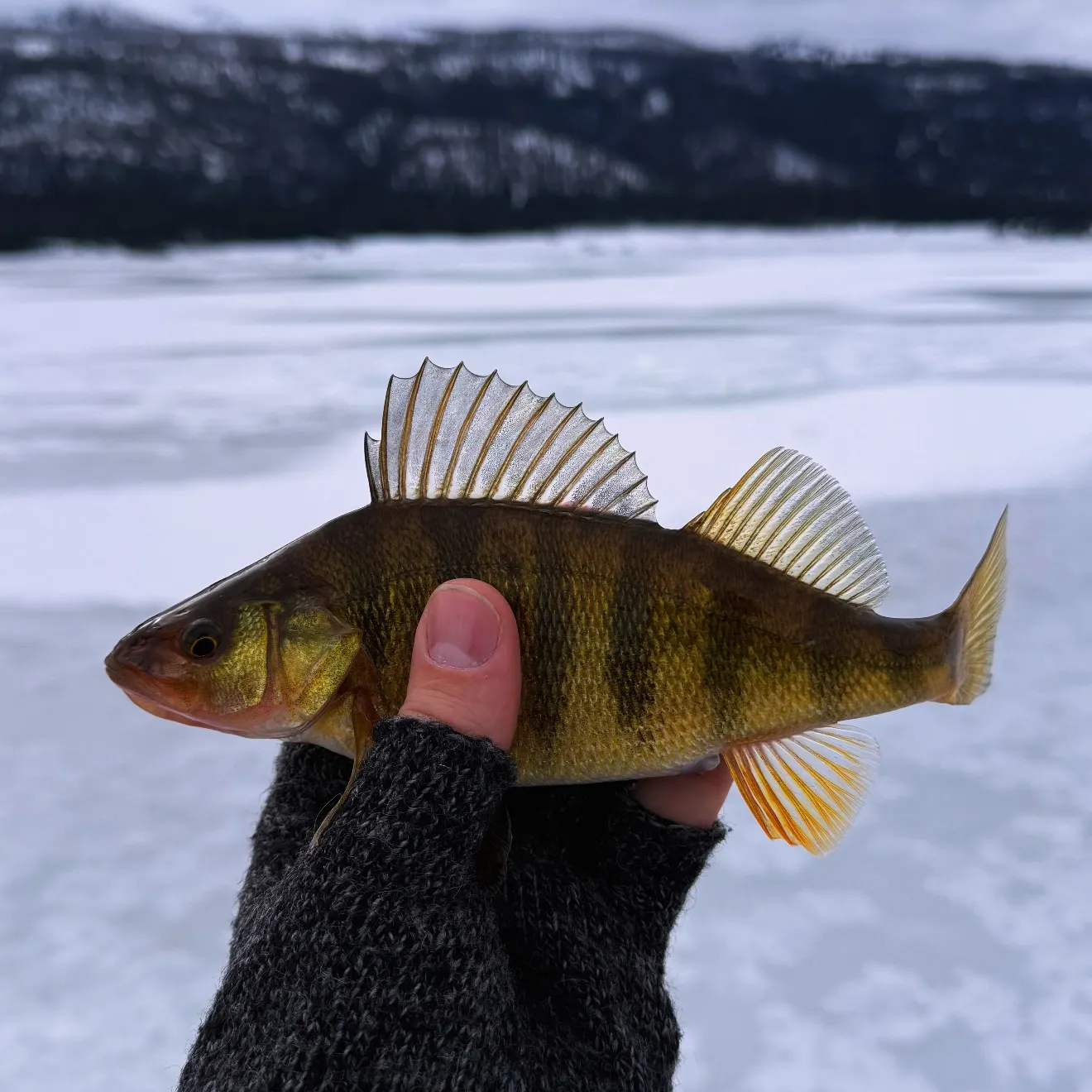 The most recent Yellow perch catches on Fishbrain