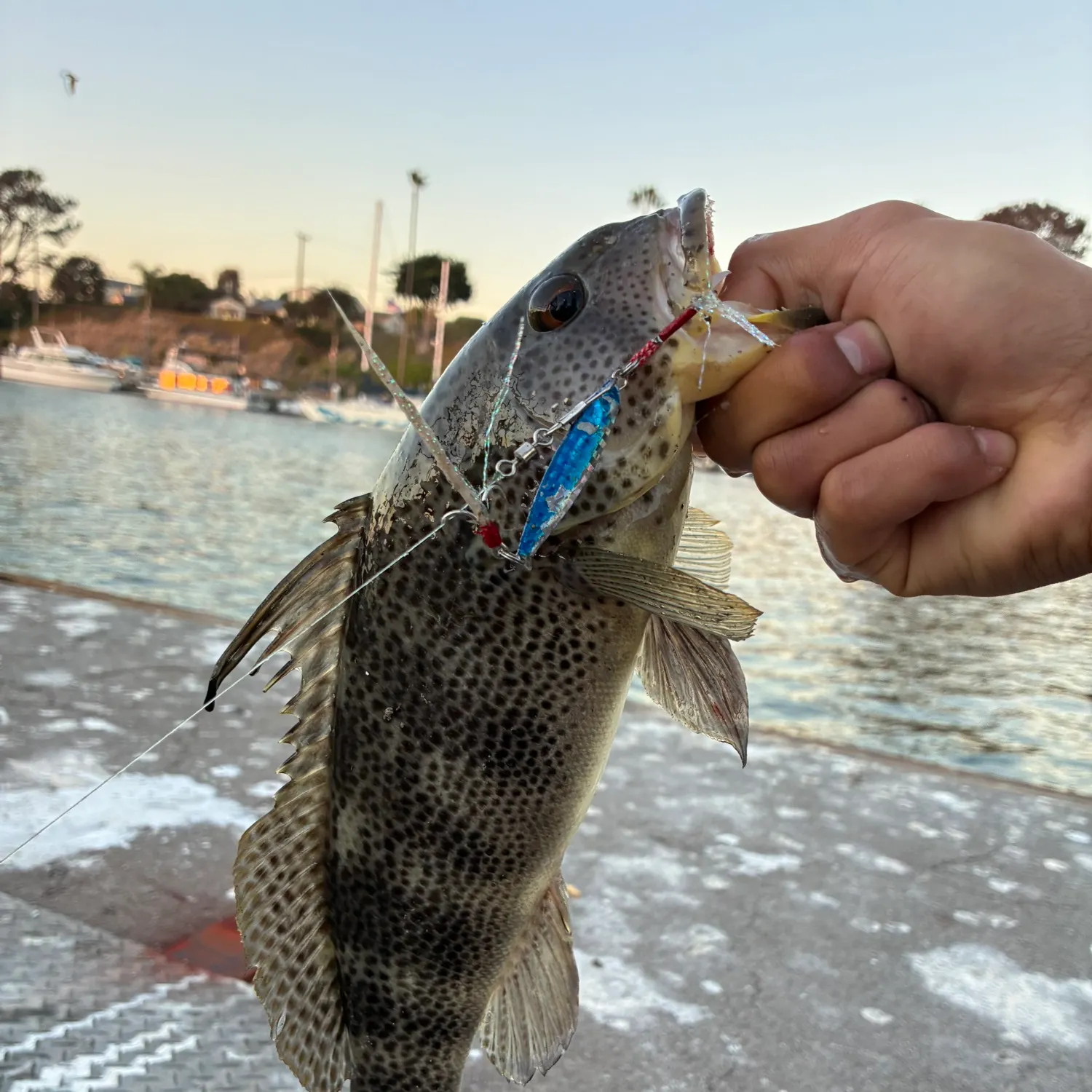 Spotted sand bass caught on Fishbrain