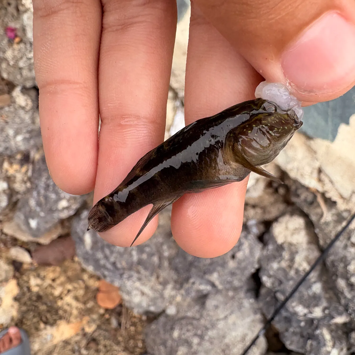 The most recent Crested goby catches on Fishbrain