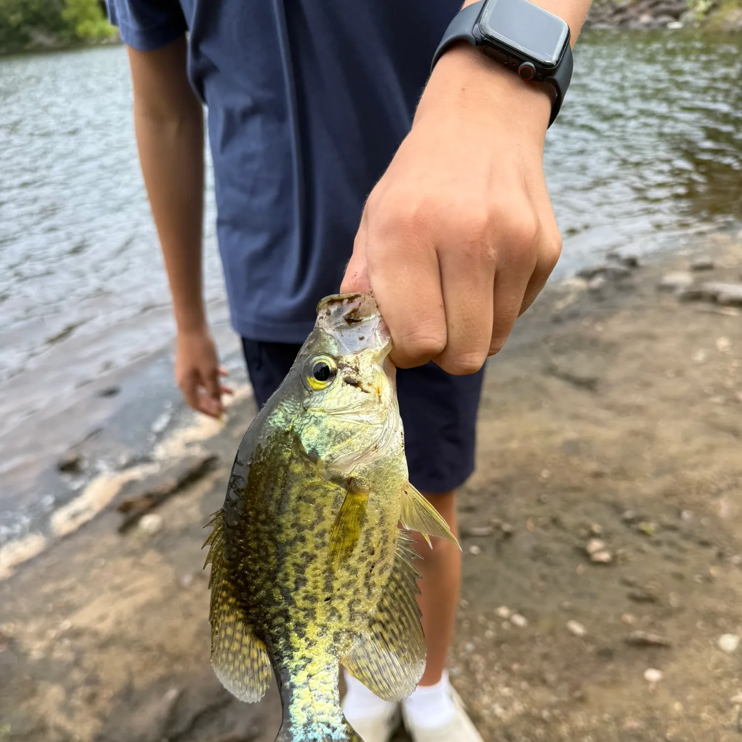Black crappie caught on Fishbrain
