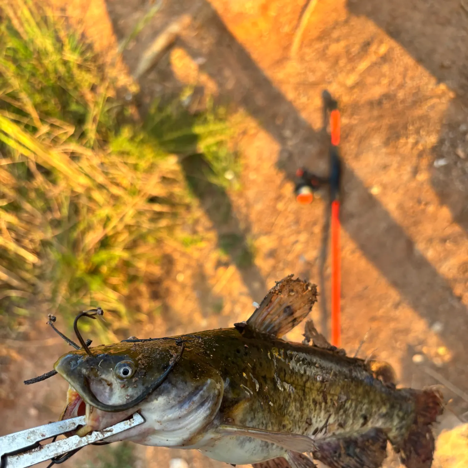 Brown bullhead caught on Fishbrain