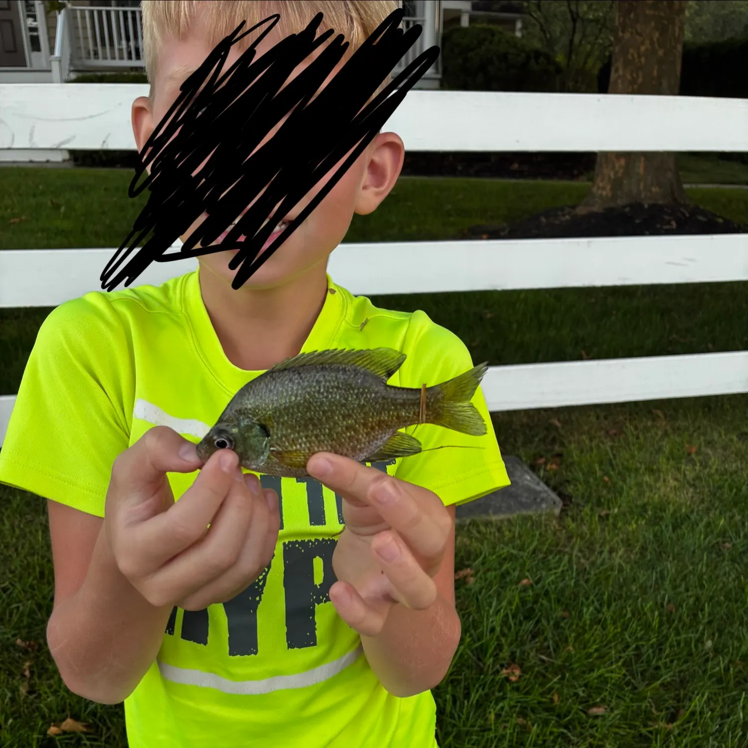 Greengill hybrid caught on Fishbrain