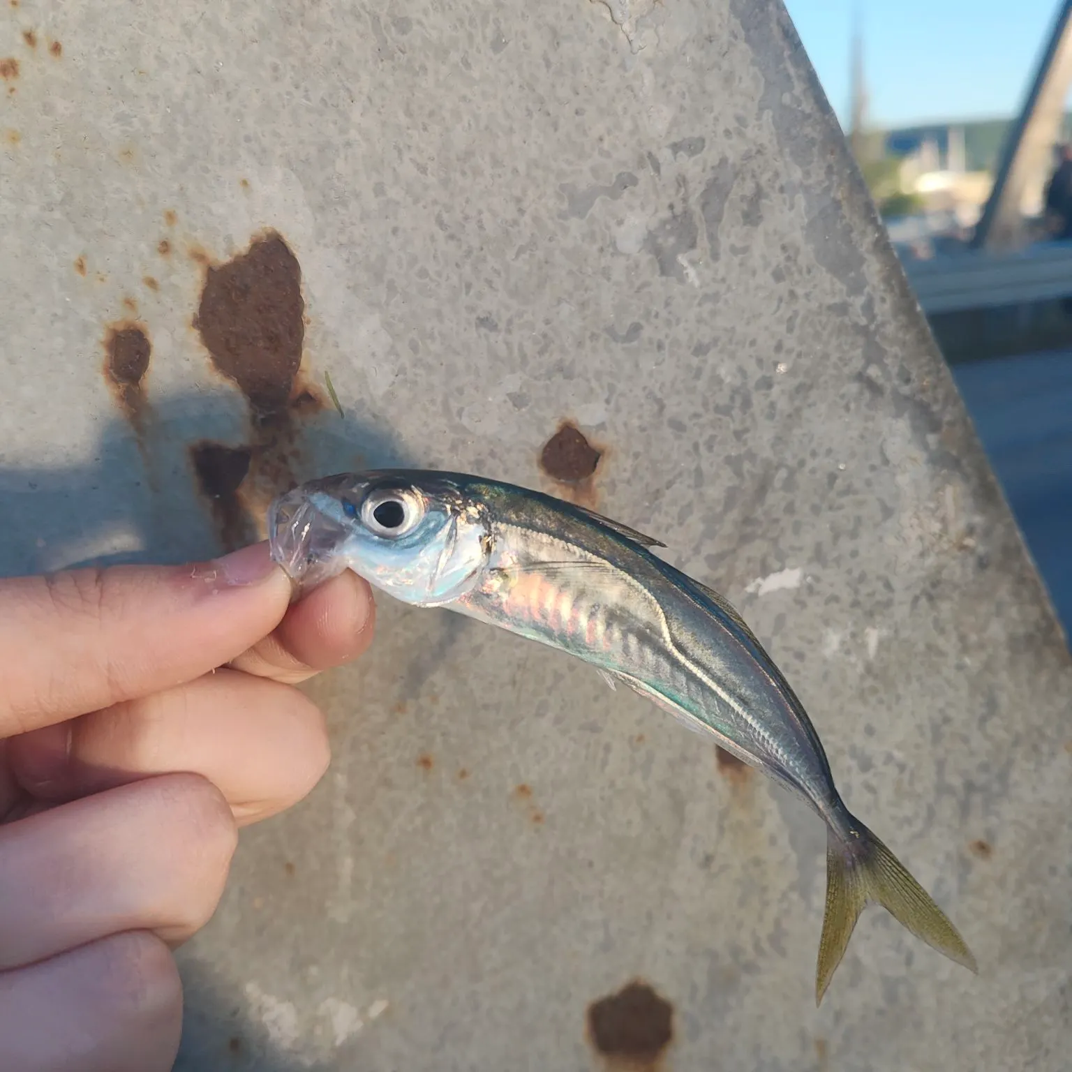 The most recent Mediterranean horse mackerel catches on Fishbrain