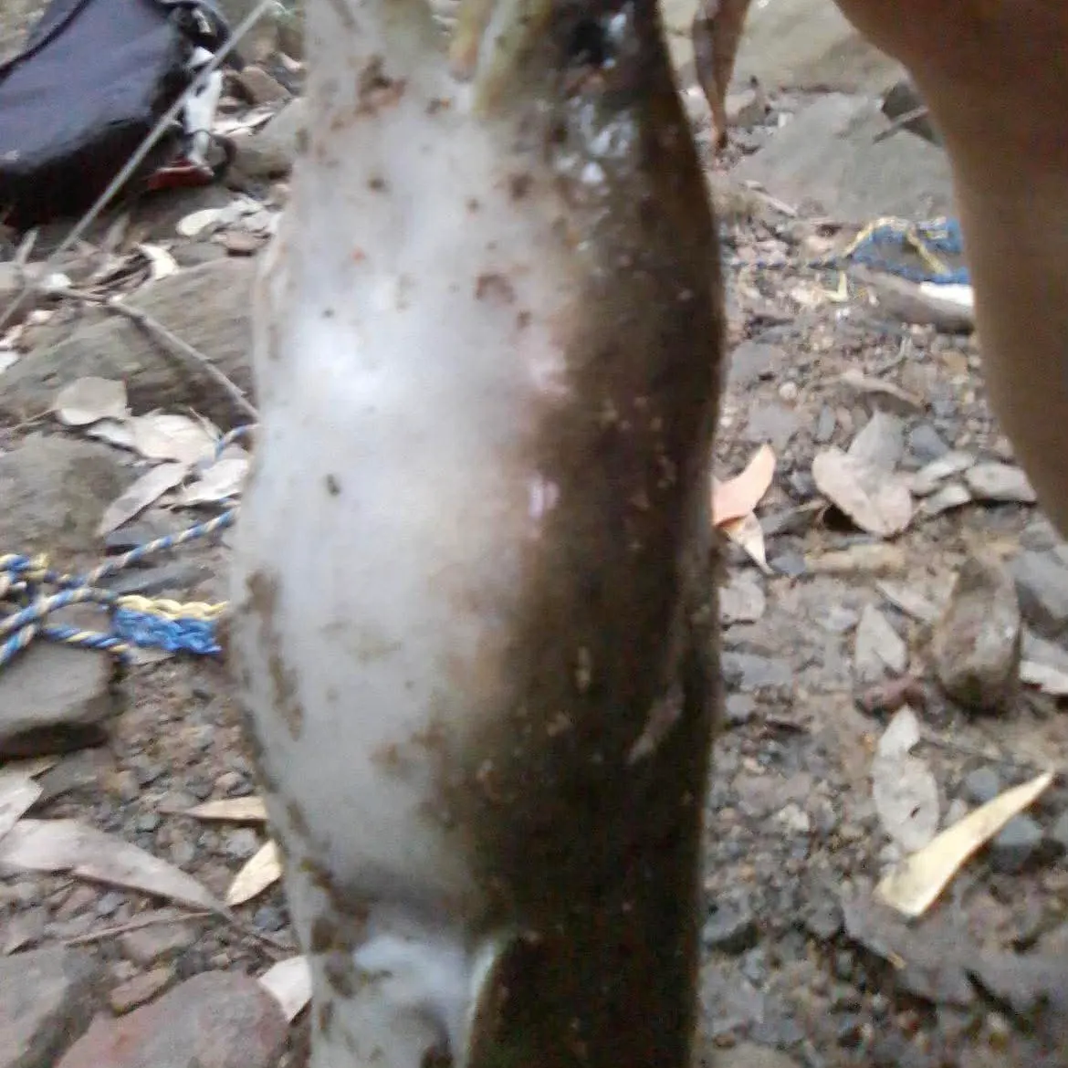 The most recent Giant mottled eel catches on Fishbrain