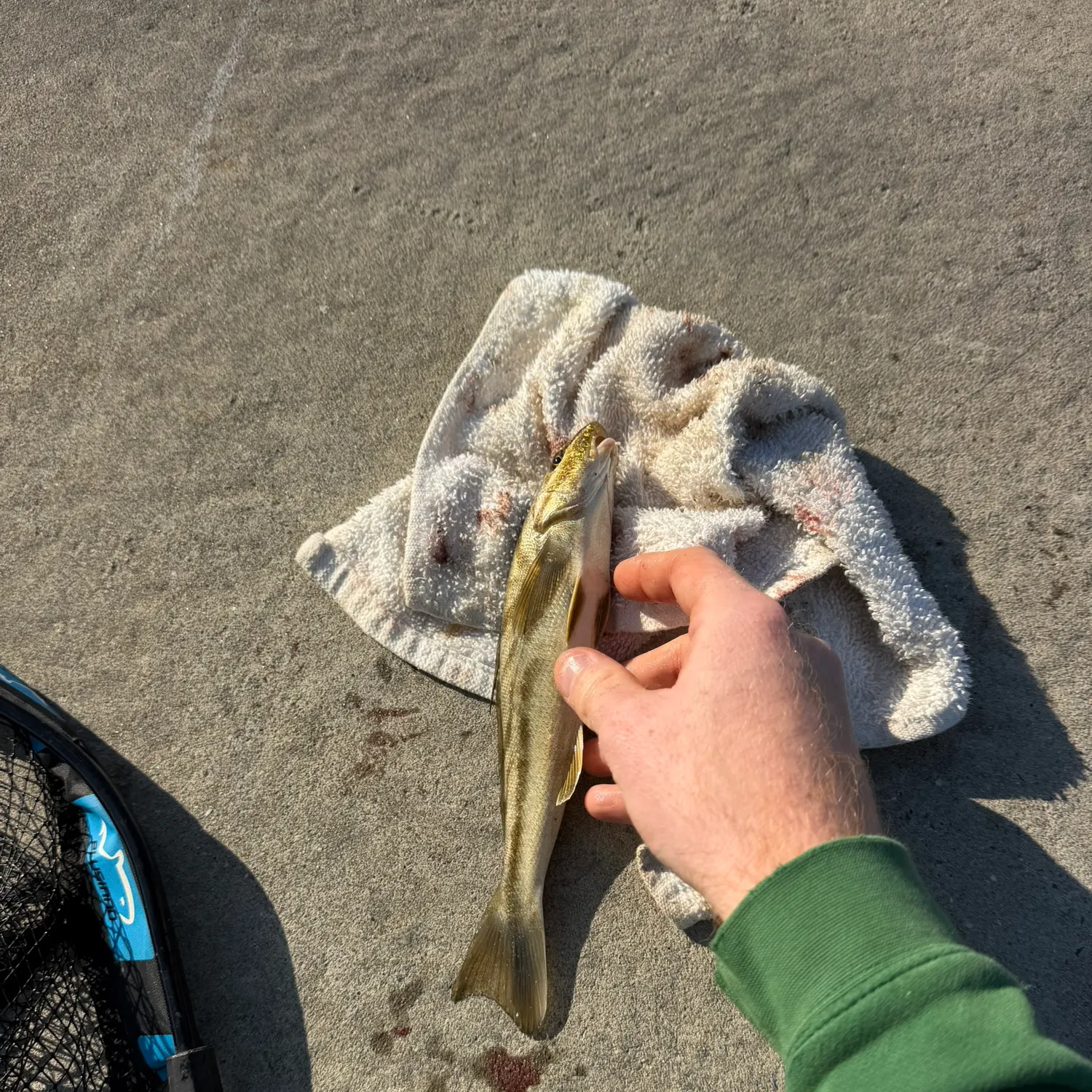 Northern kingcroaker caught on Fishbrain
