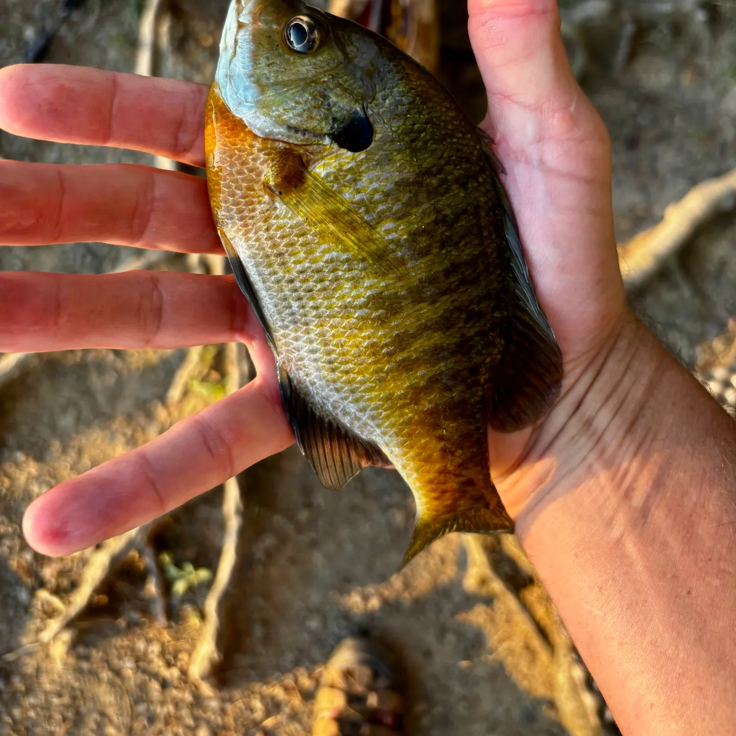 Bluegill caught on Fishbrain