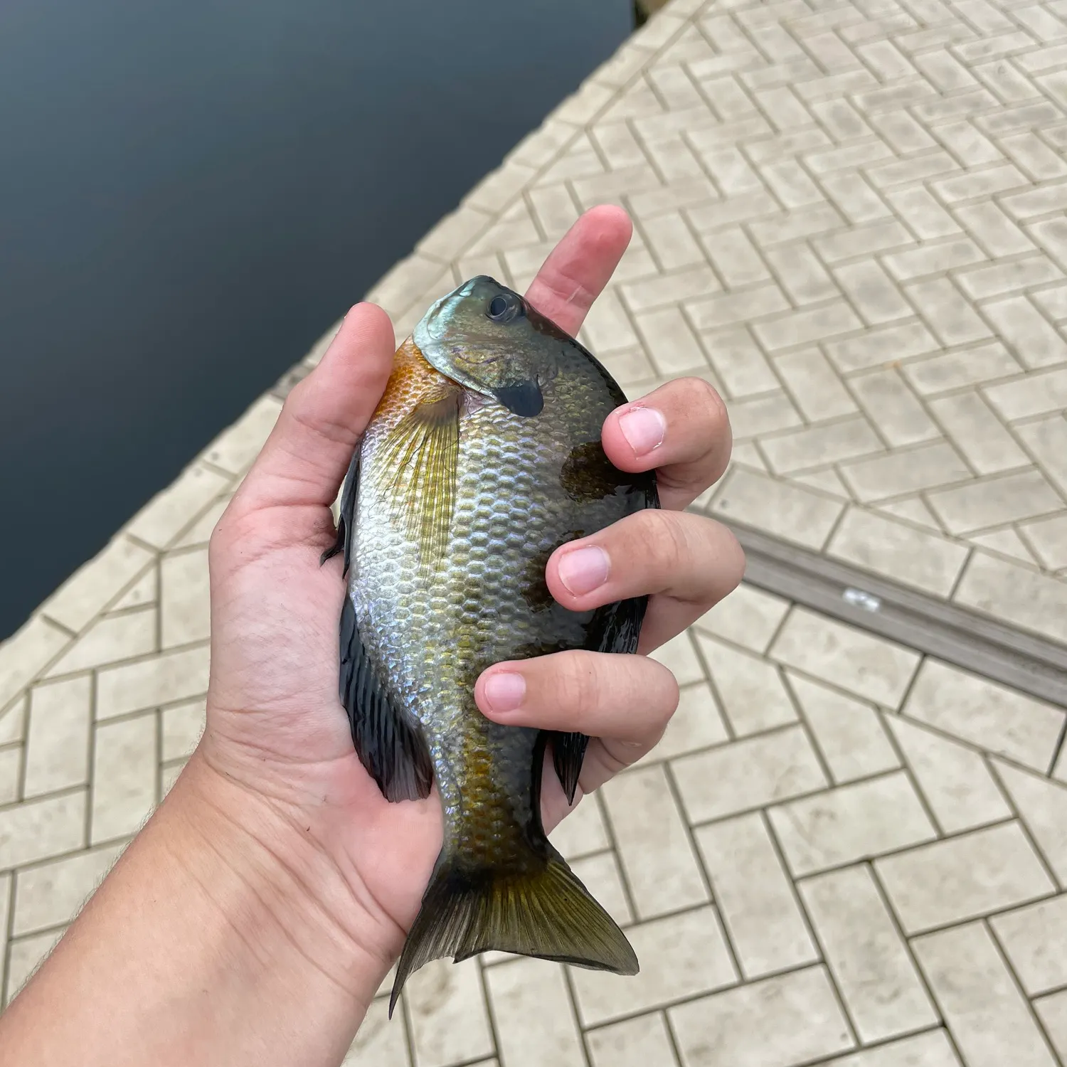 Bluegill caught on Fishbrain