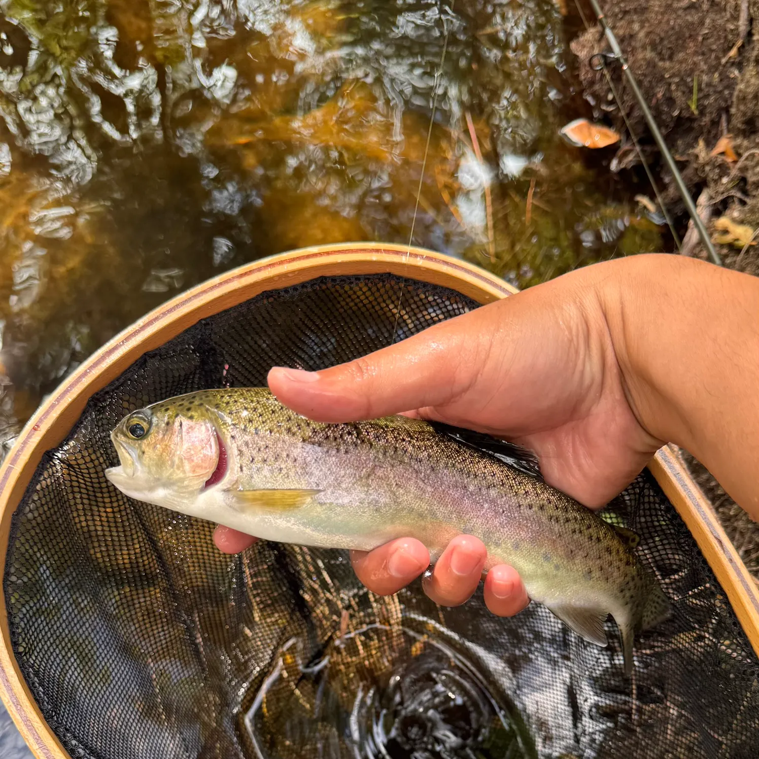 The most recent Kern River Rainbow Trout catches on Fishbrain