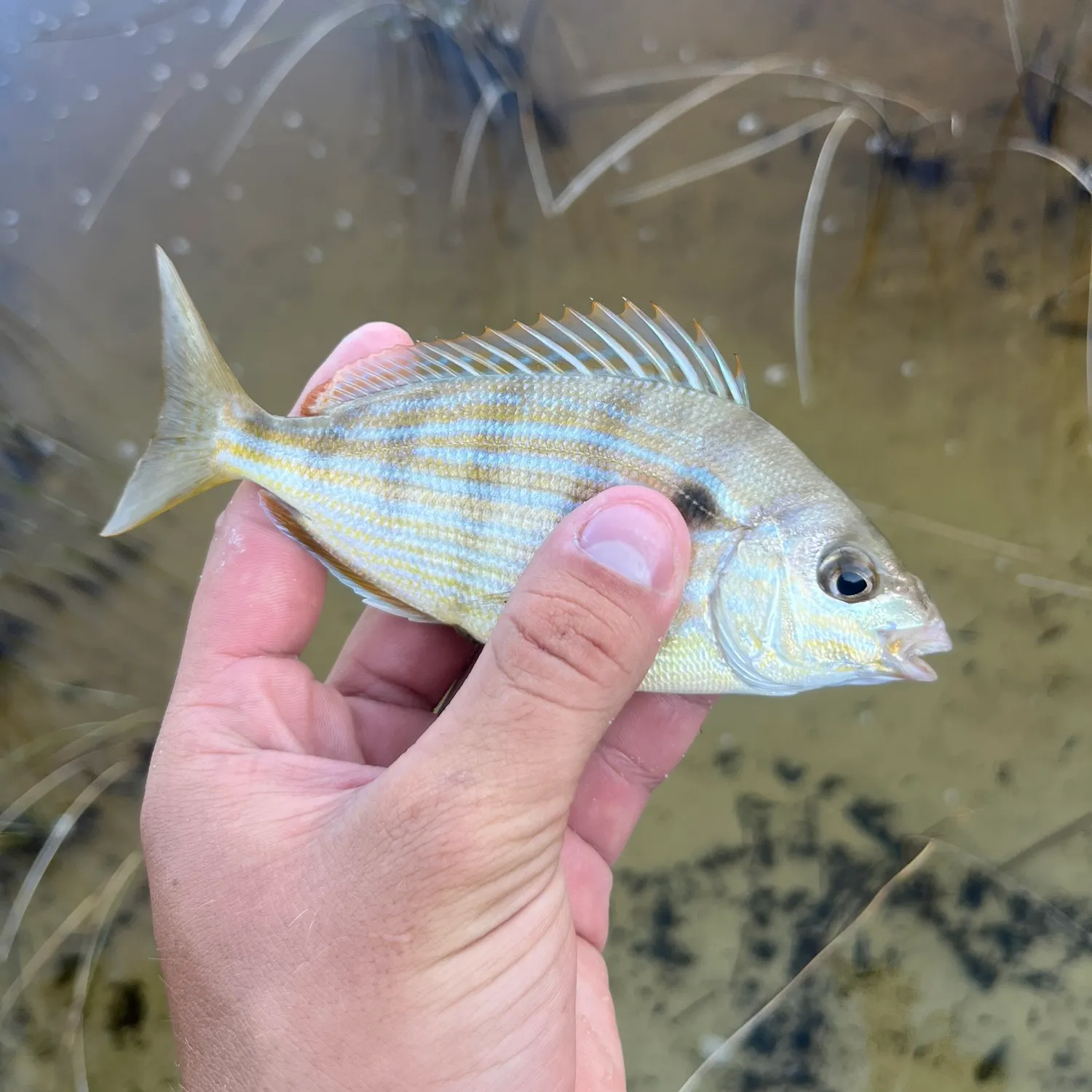 Pinfish caught on Fishbrain