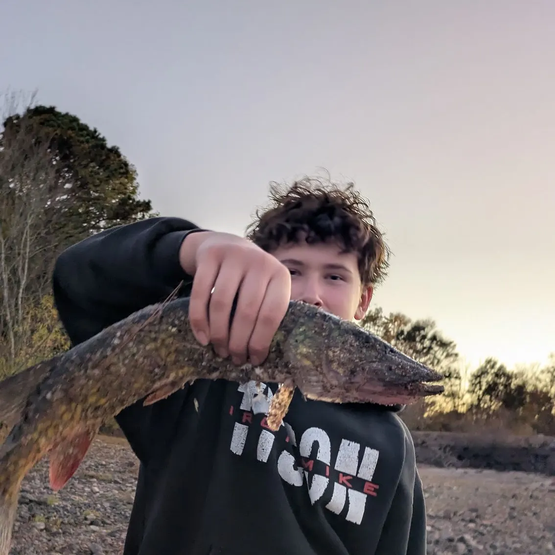 Chain pickerel caught on Fishbrain