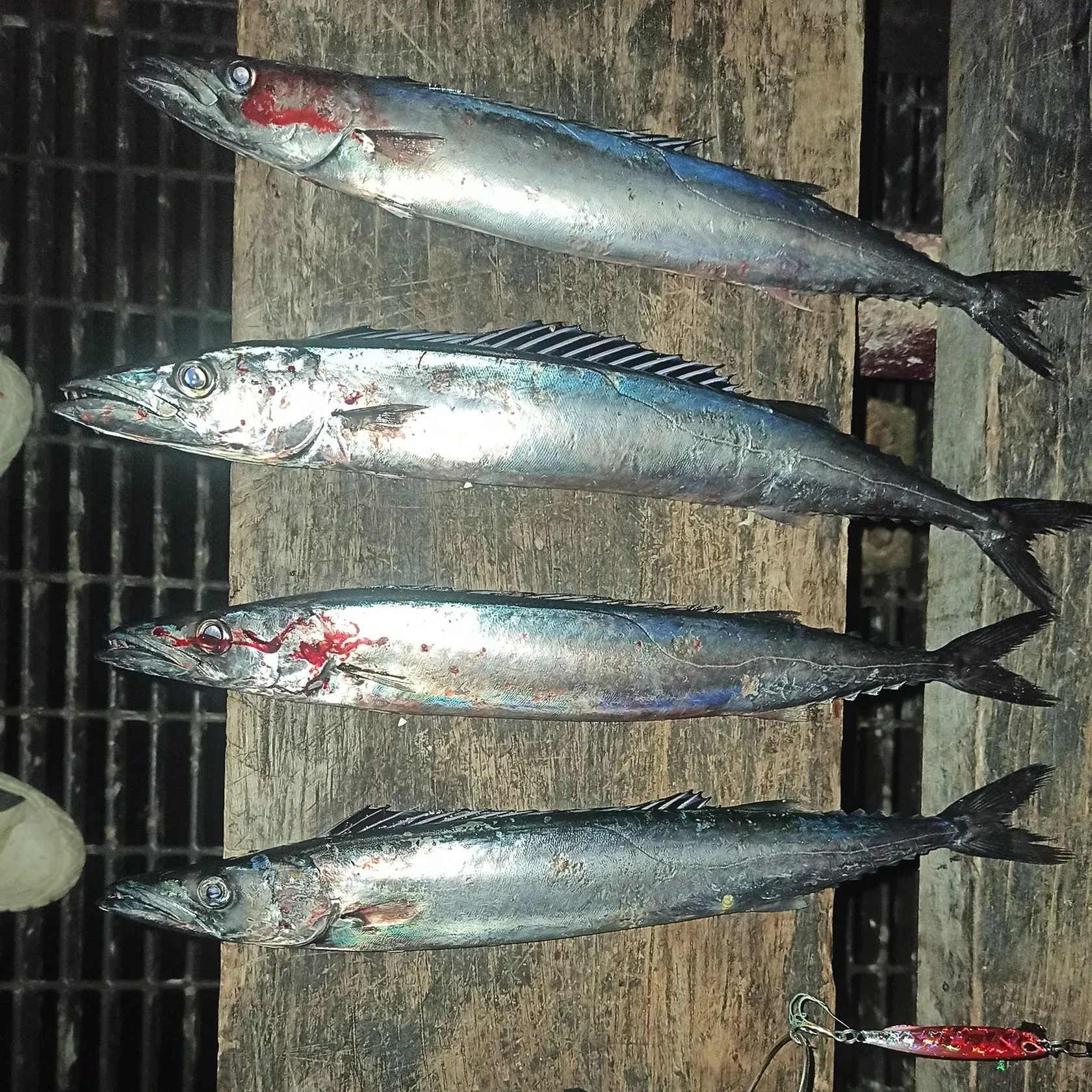 The most recent Snoek catches on Fishbrain