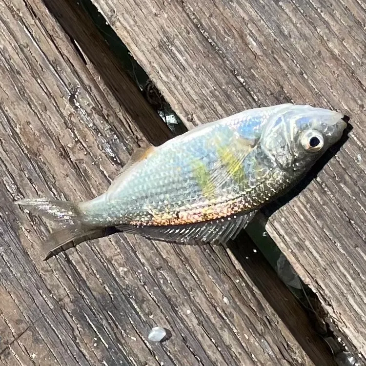 The most recent Shiner perch catches on Fishbrain