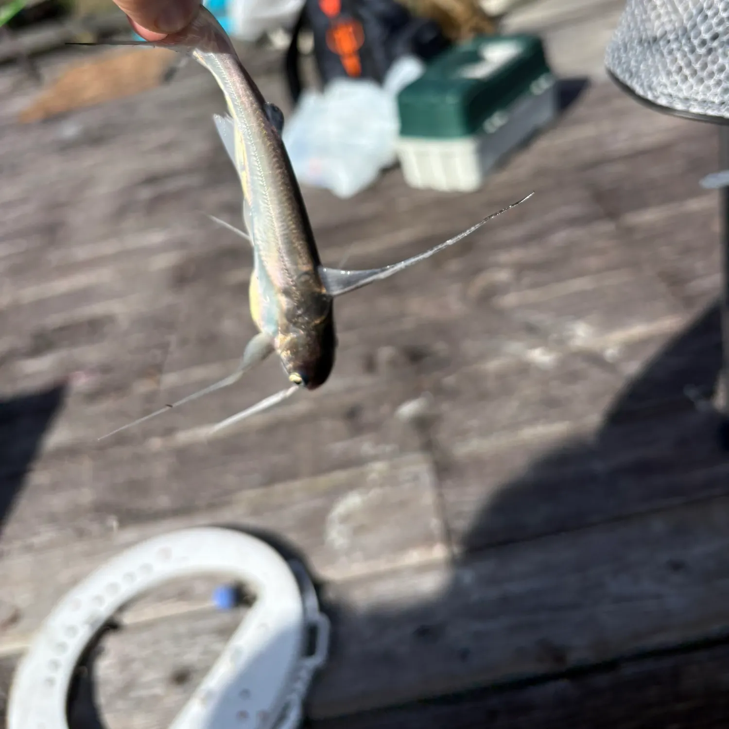 Gafftopsail sea catfish caught on Fishbrain