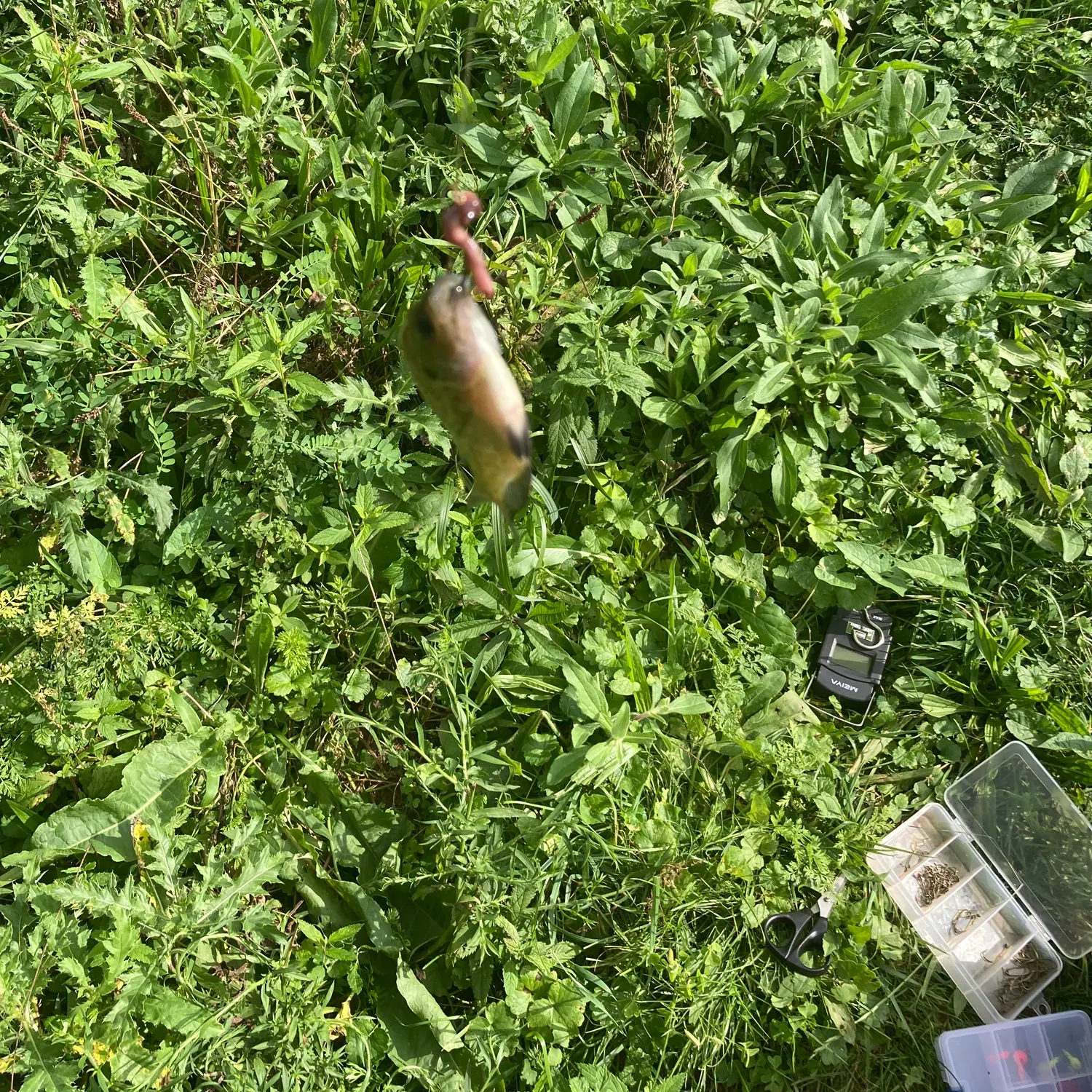 Bluegill caught on Fishbrain