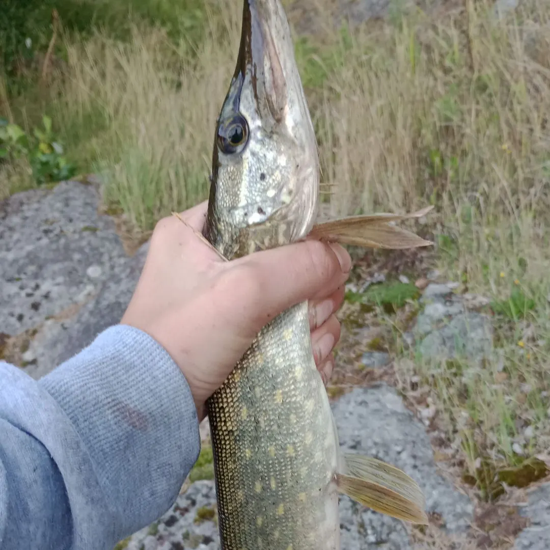 Northern pike caught on Fishbrain