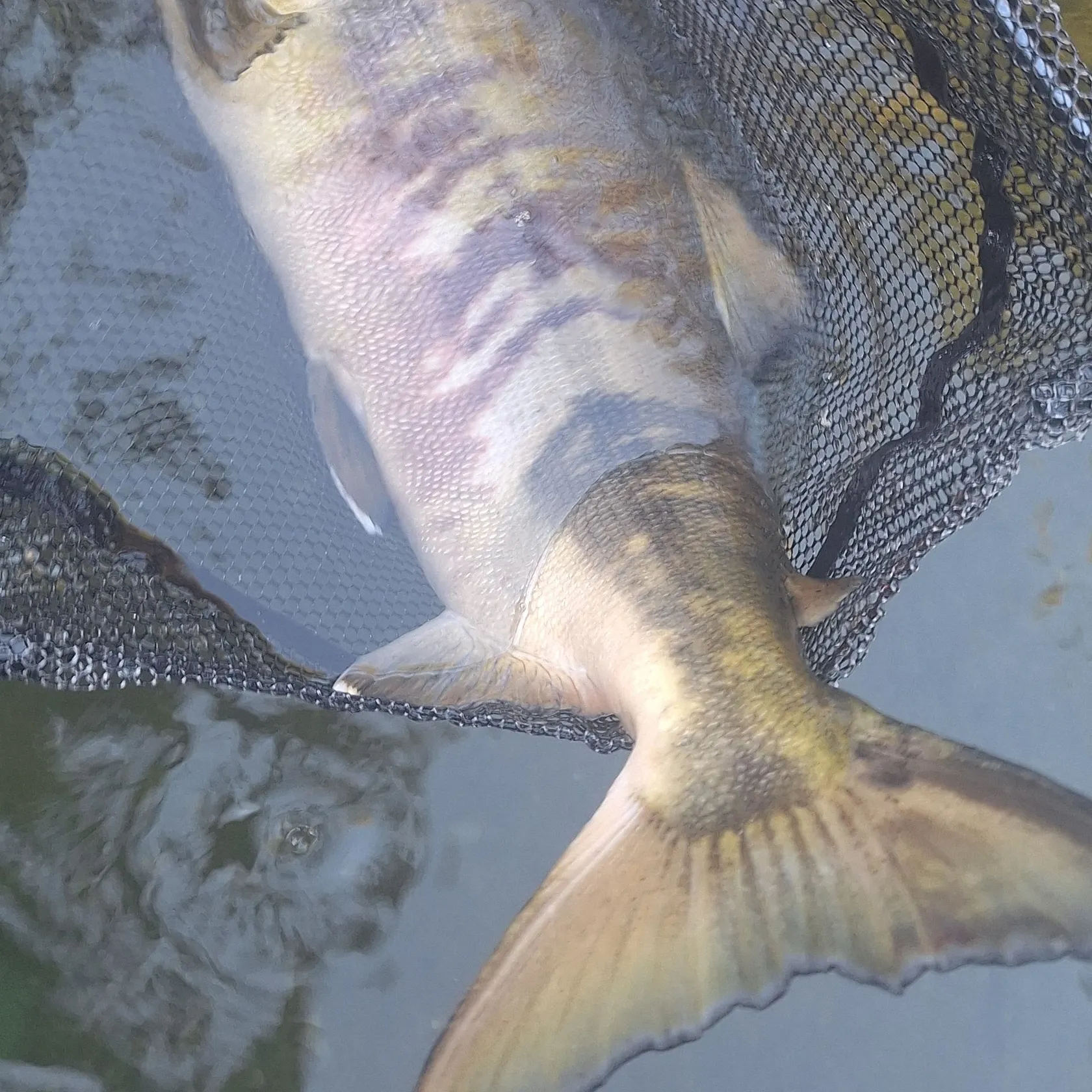 Chum salmon caught on Fishbrain