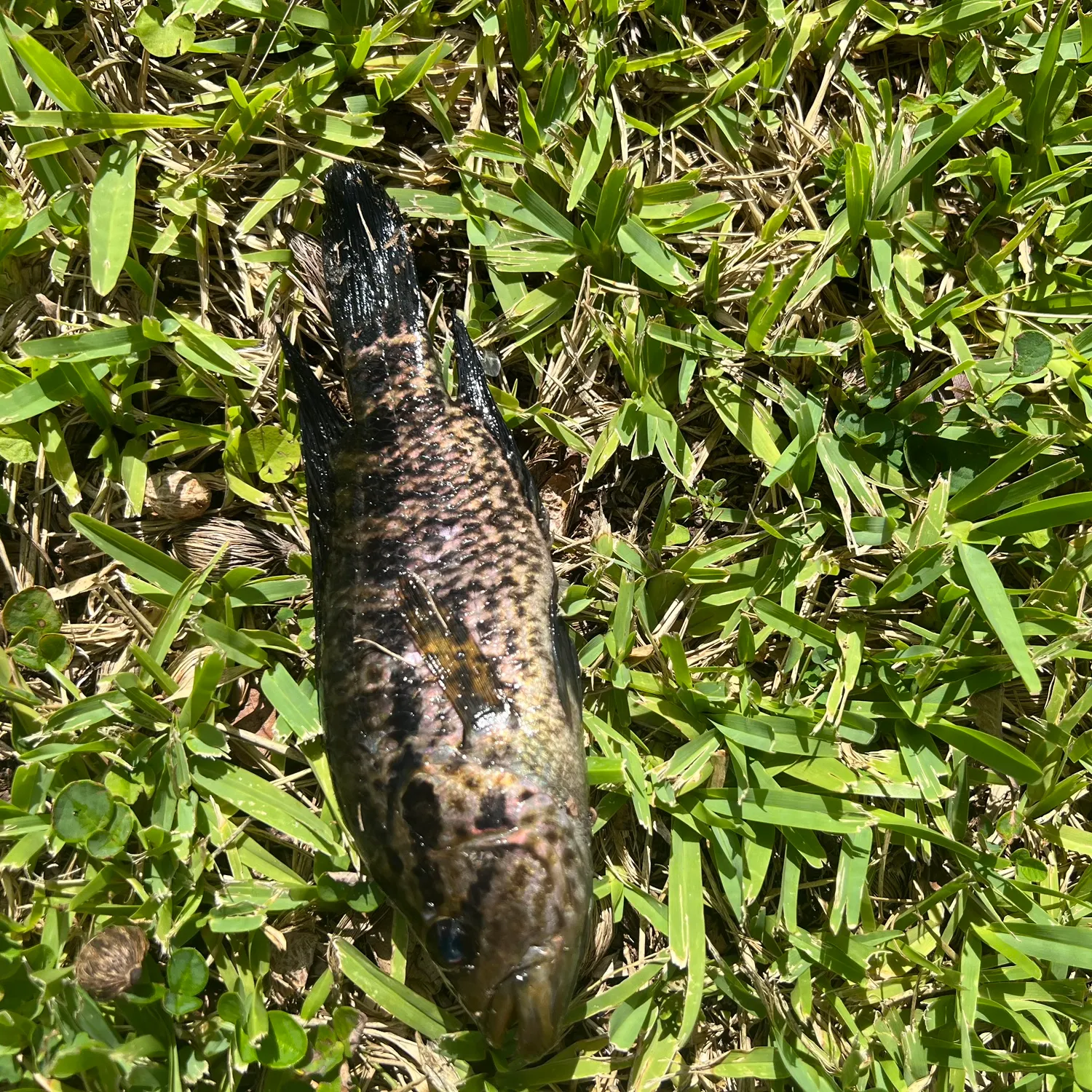 The most recent Jaguar cichlid catches on Fishbrain