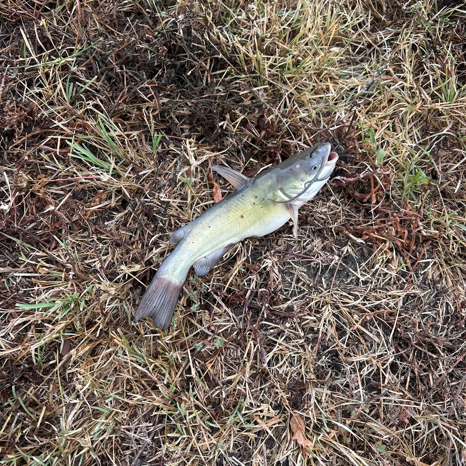 Black bullhead caught on Fishbrain