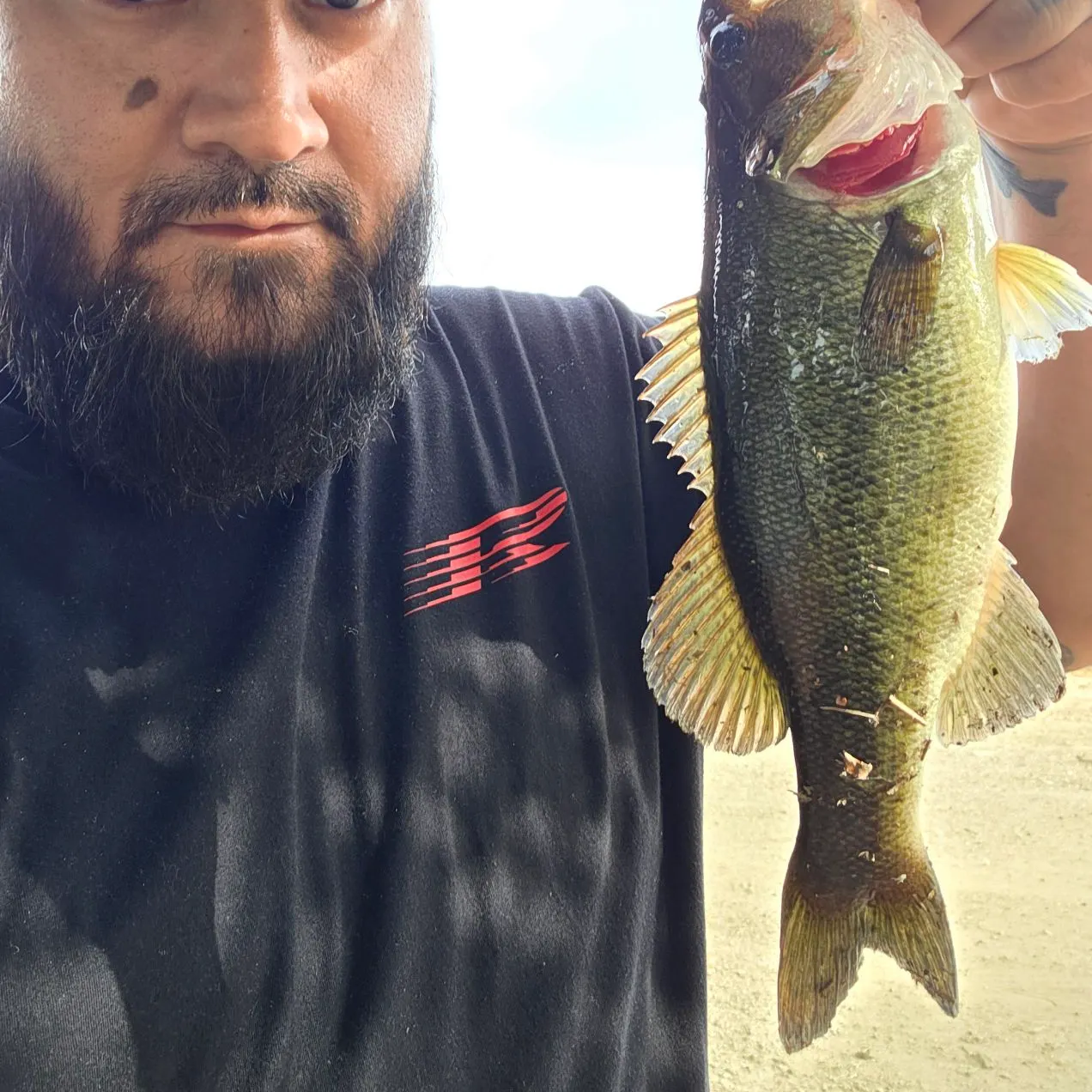 Largemouth bass caught on Fishbrain