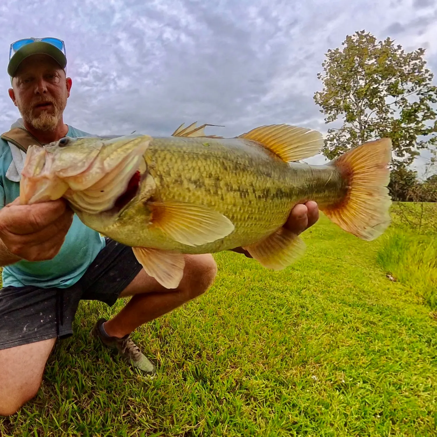Largemouth bass caught on Fishbrain