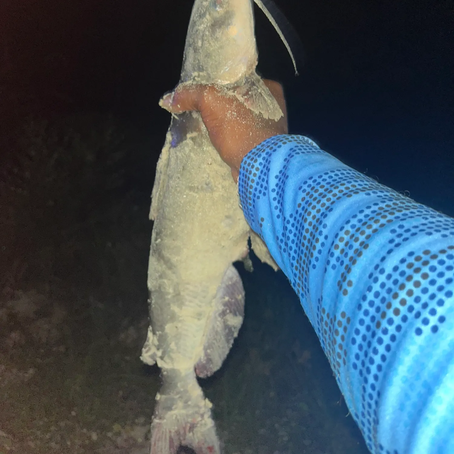Blue catfish caught on Fishbrain