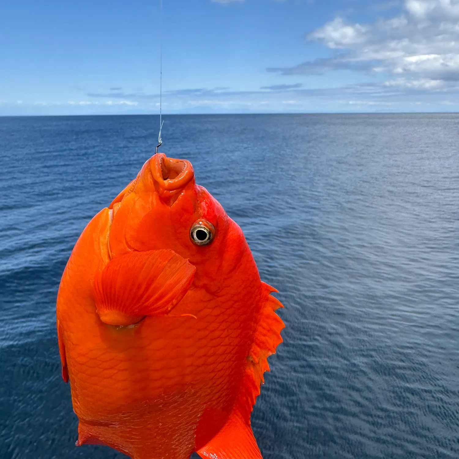 The most recent Garibaldi damselfish catches on Fishbrain