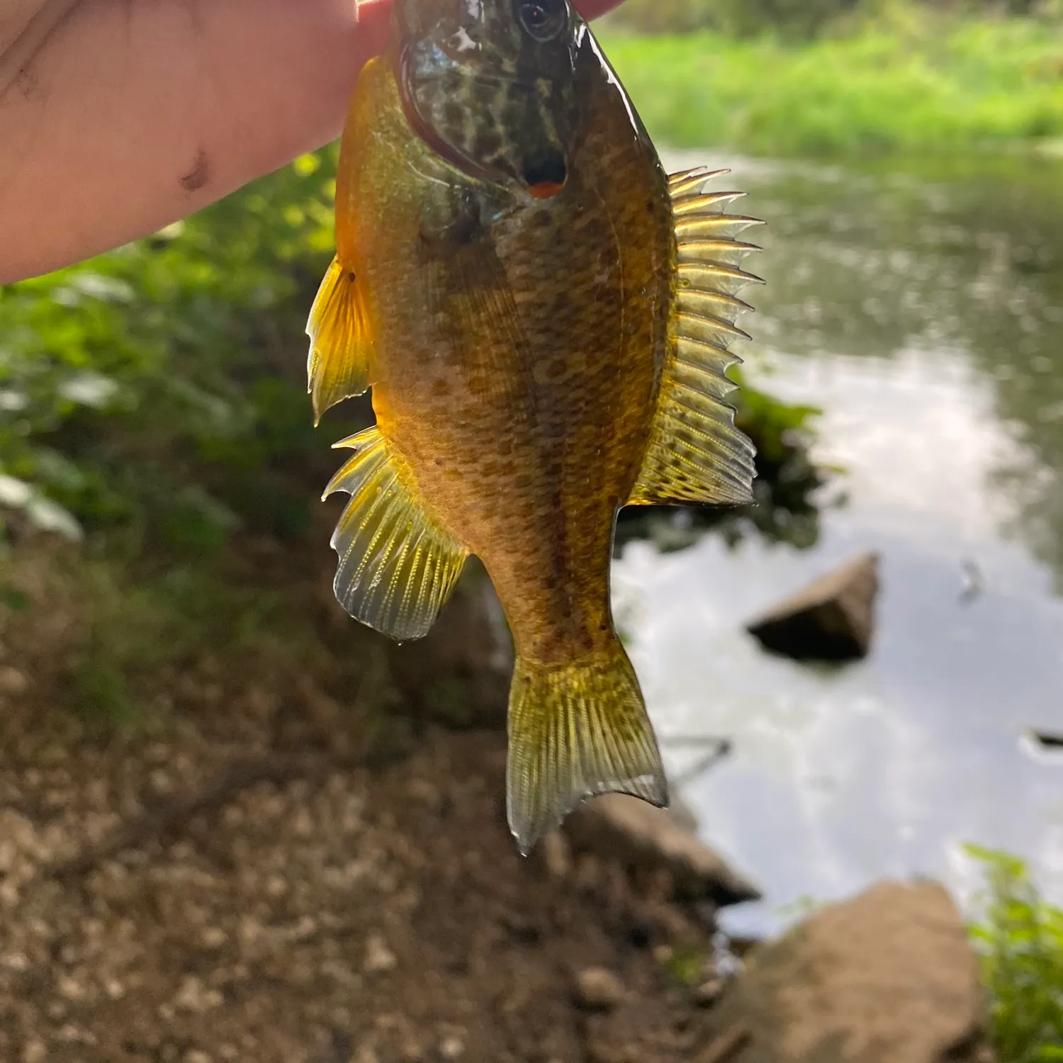 Pumpkinseed caught on Fishbrain