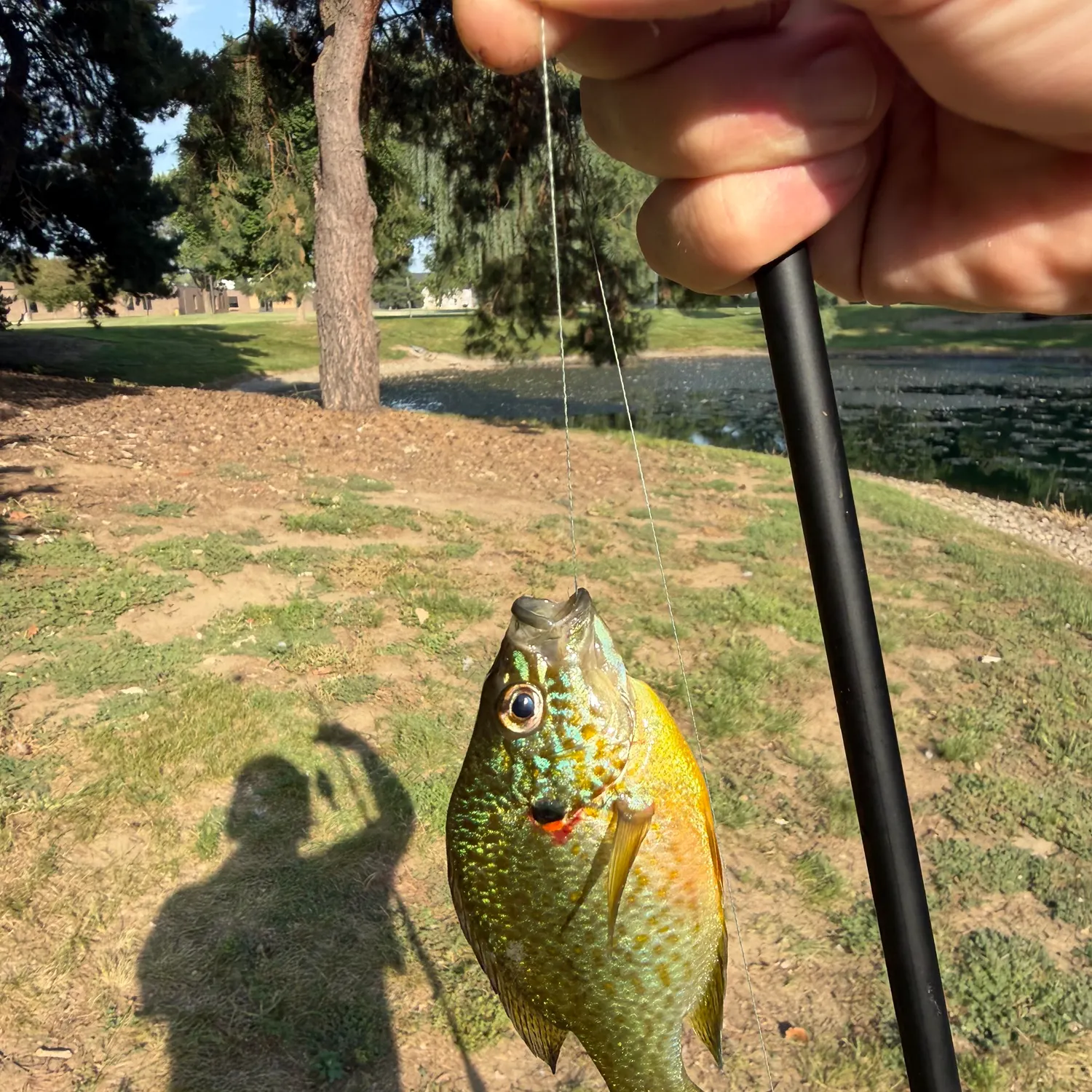 Pumpkinseed caught on Fishbrain