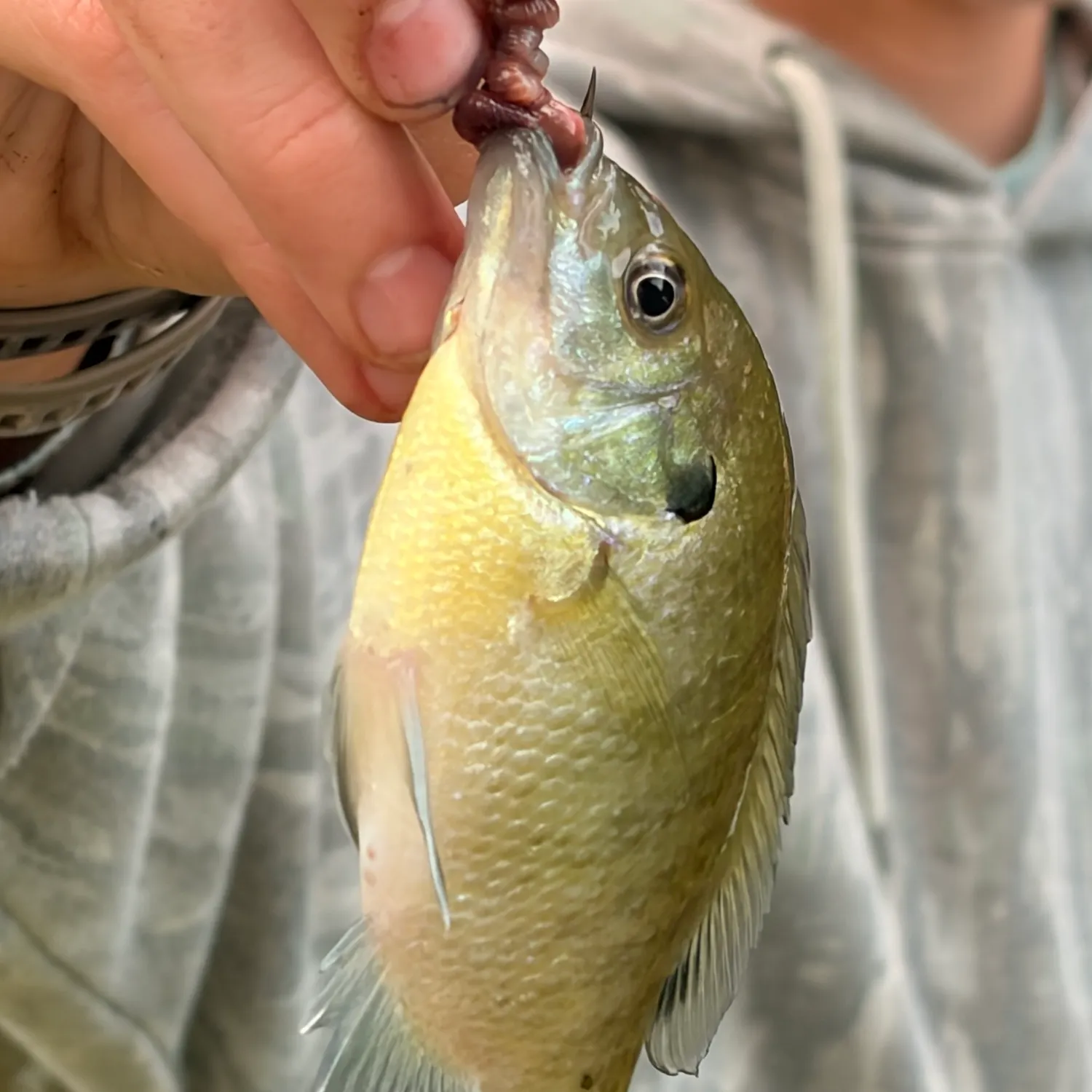 Bluegill caught on Fishbrain