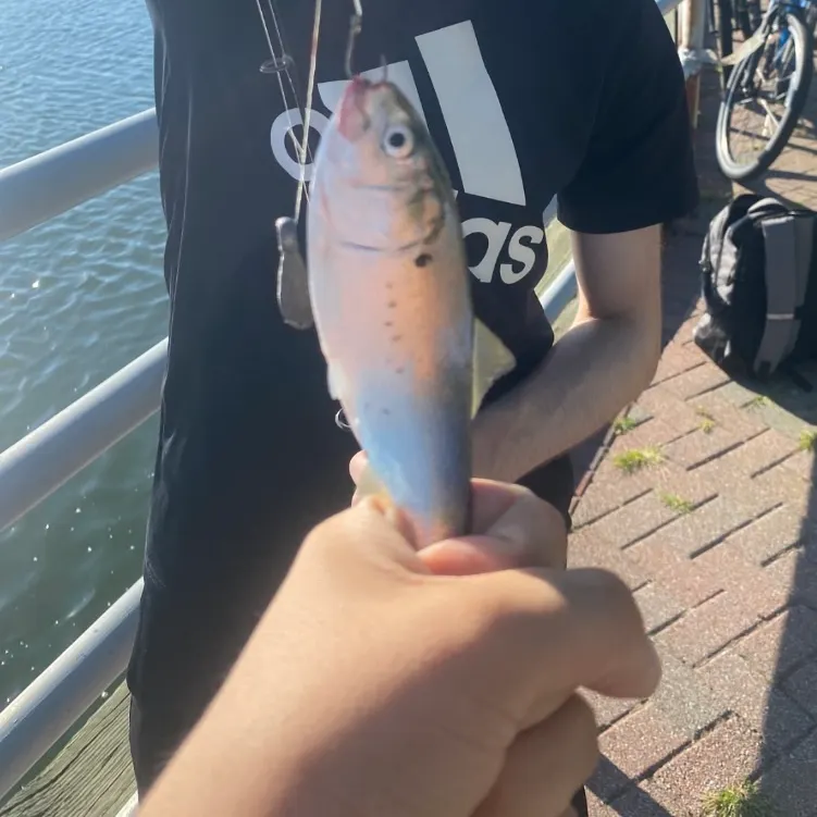 Atlantic menhaden caught on Fishbrain