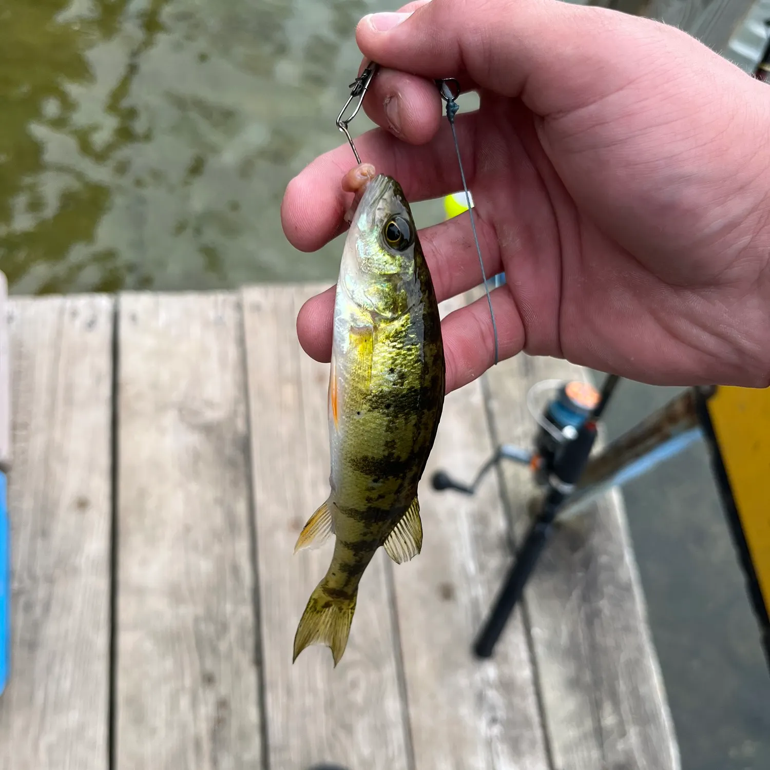 Yellow perch caught on Fishbrain
