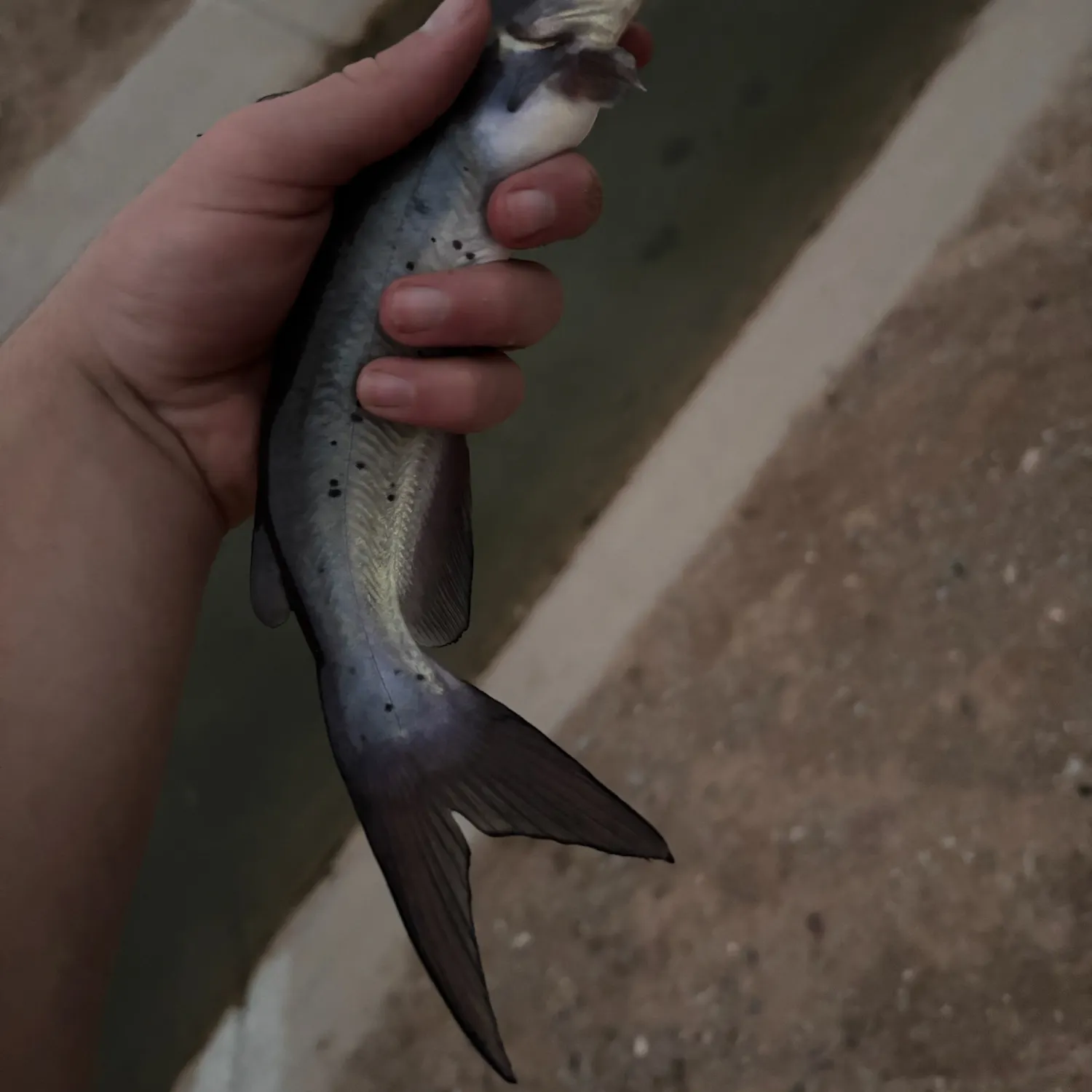 Channel catfish caught on Fishbrain