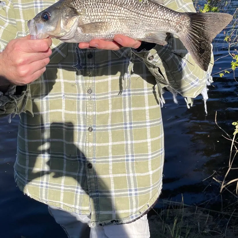 The most recent Australian bass catches on Fishbrain