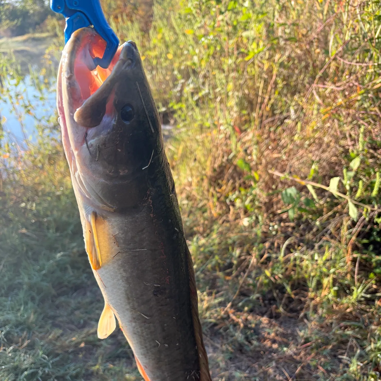 Eyetail bowfin caught on Fishbrain