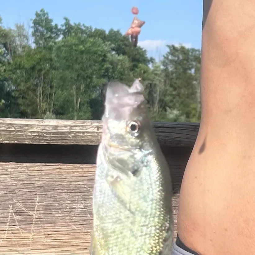 White crappie caught on Fishbrain