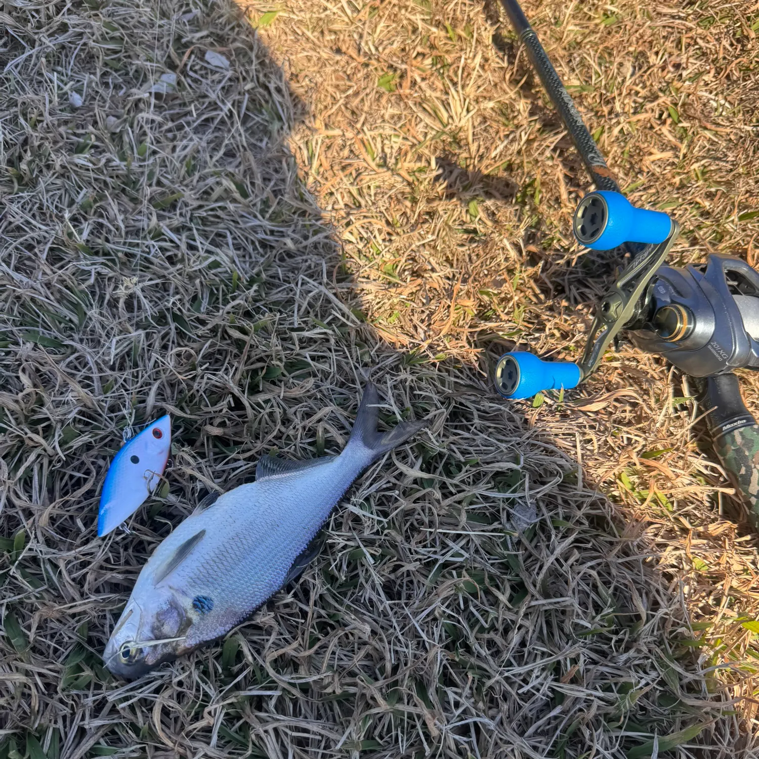 The most recent American gizzard shad catches on Fishbrain