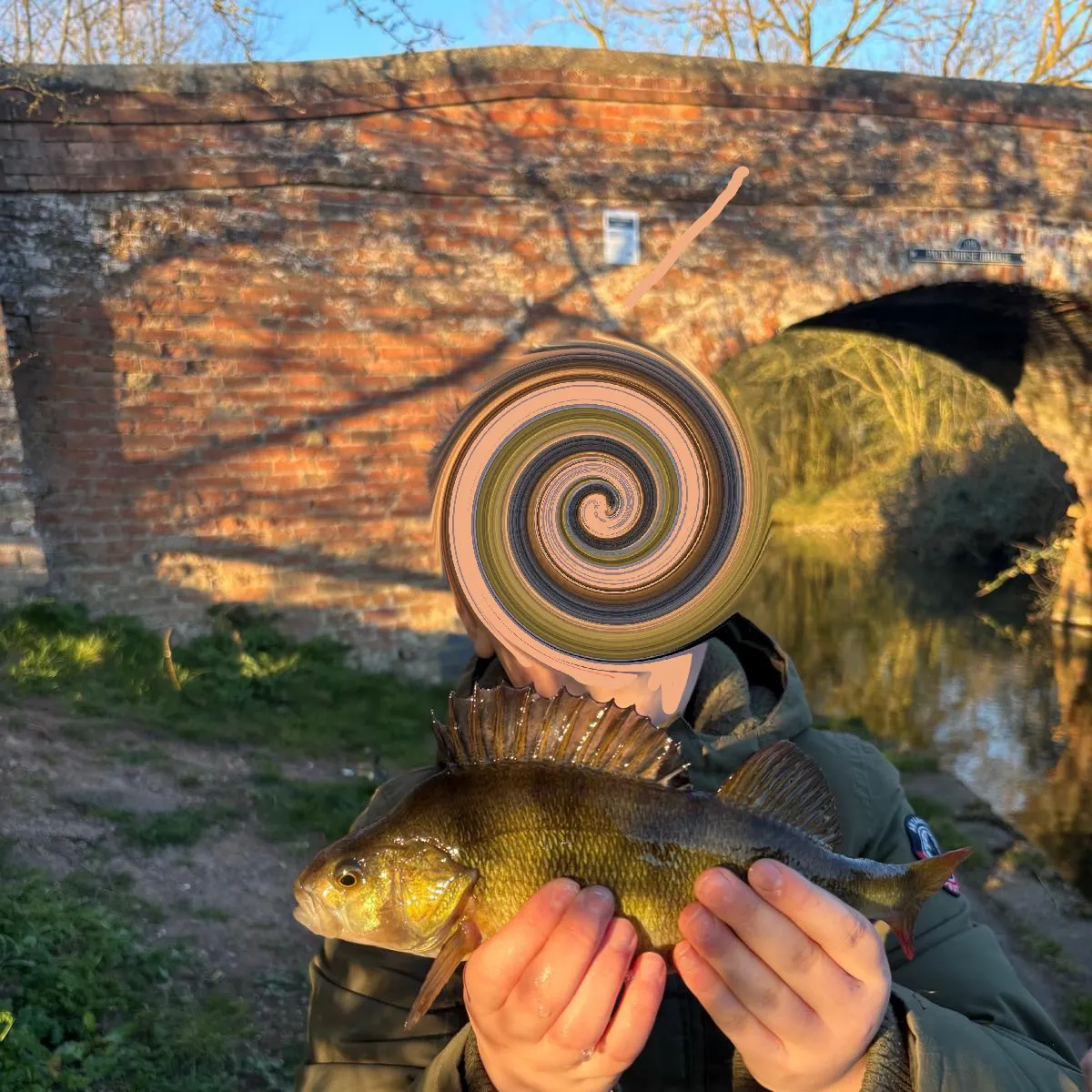 European perch caught on Fishbrain