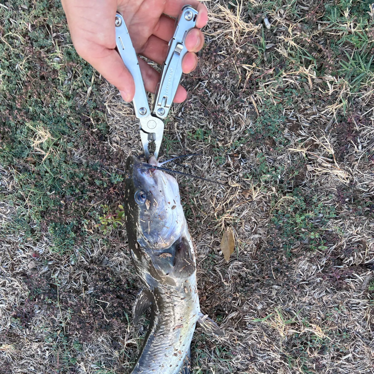 Channel catfish caught on Fishbrain