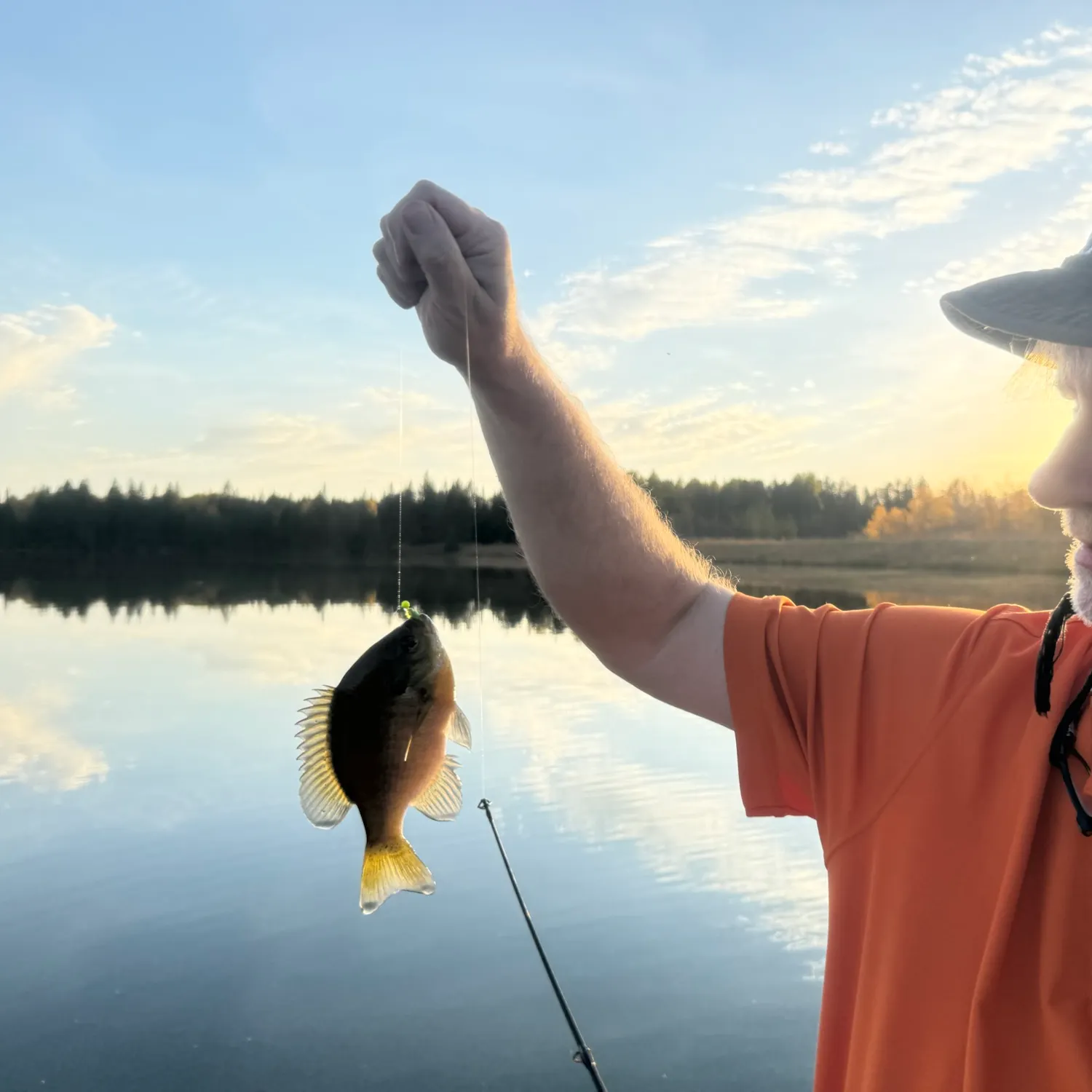 Bluegill caught on Fishbrain