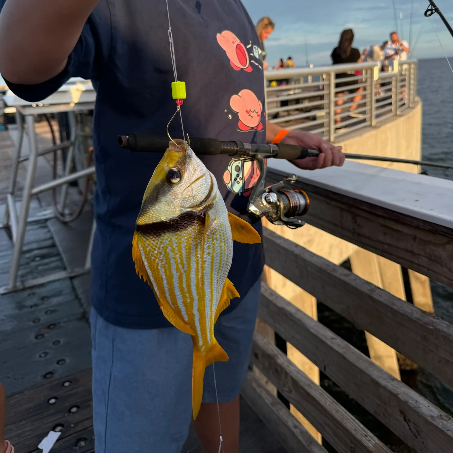 Atlantic porkfish caught on Fishbrain