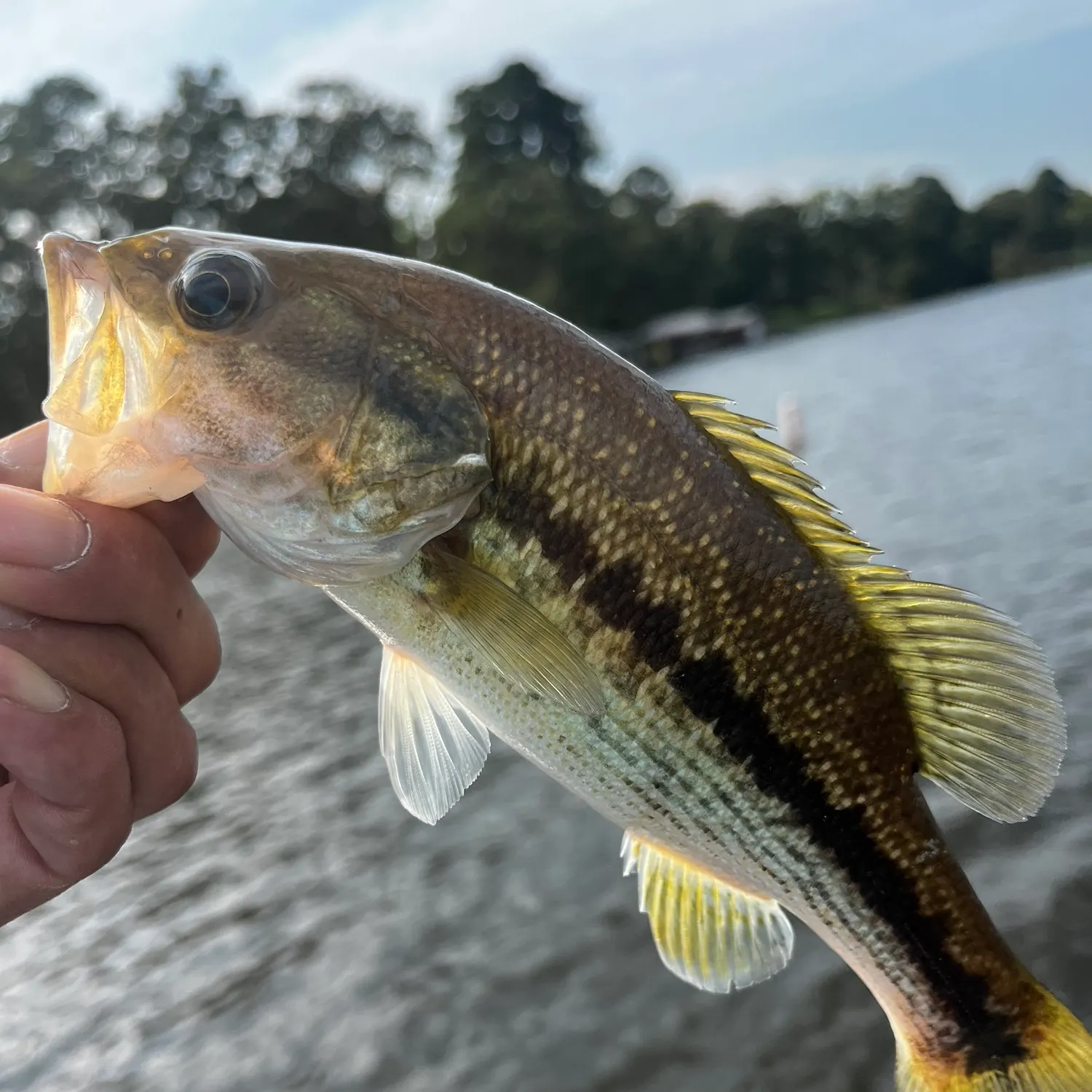 Spotted bass caught on Fishbrain